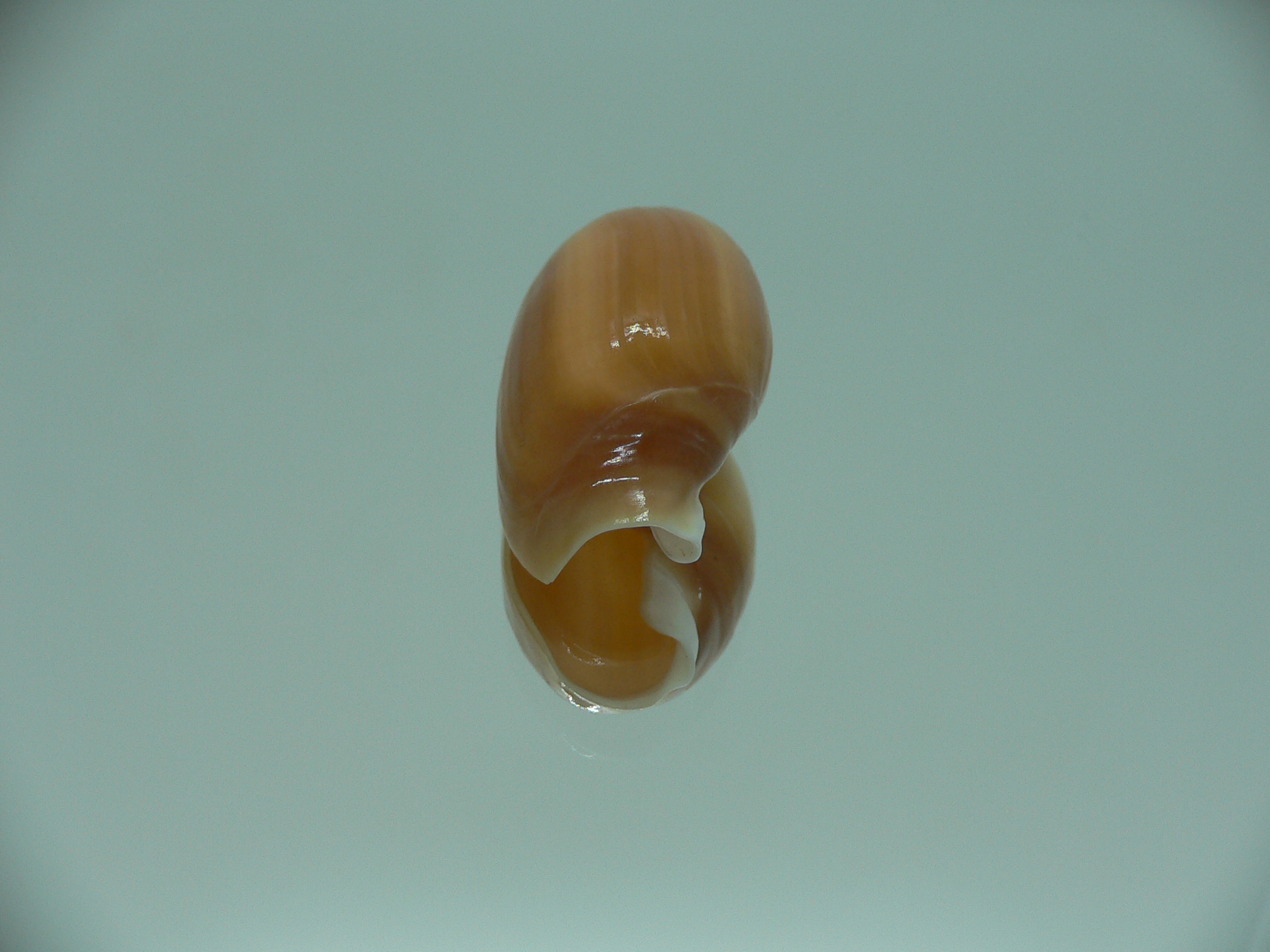 Anolacia aperta RARE