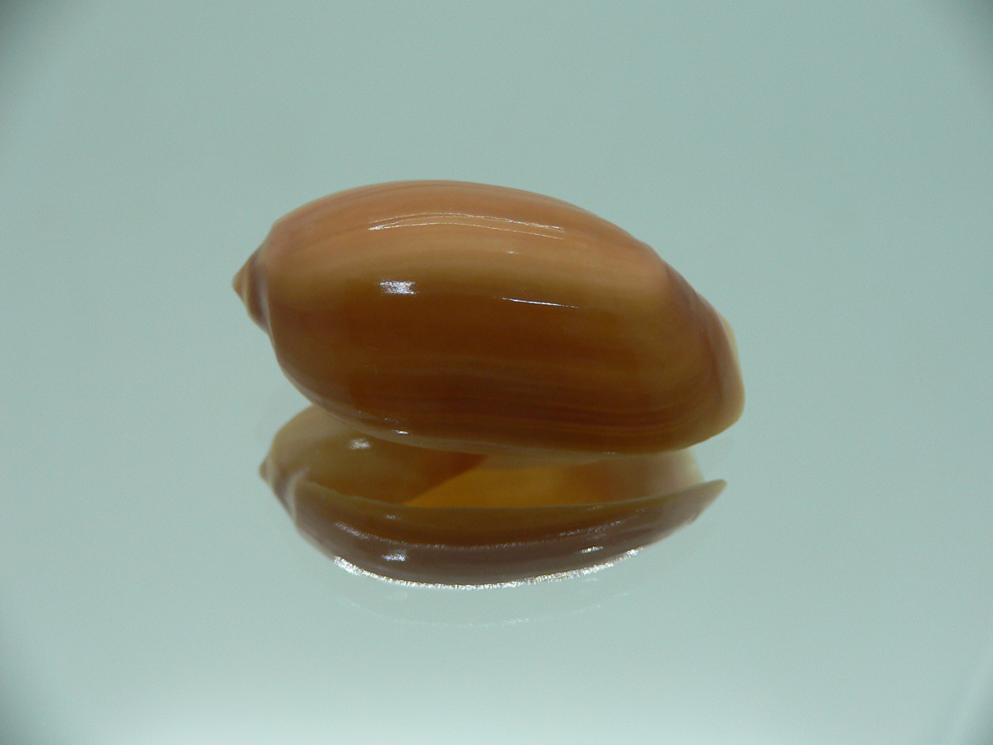 Anolacia aperta RARE