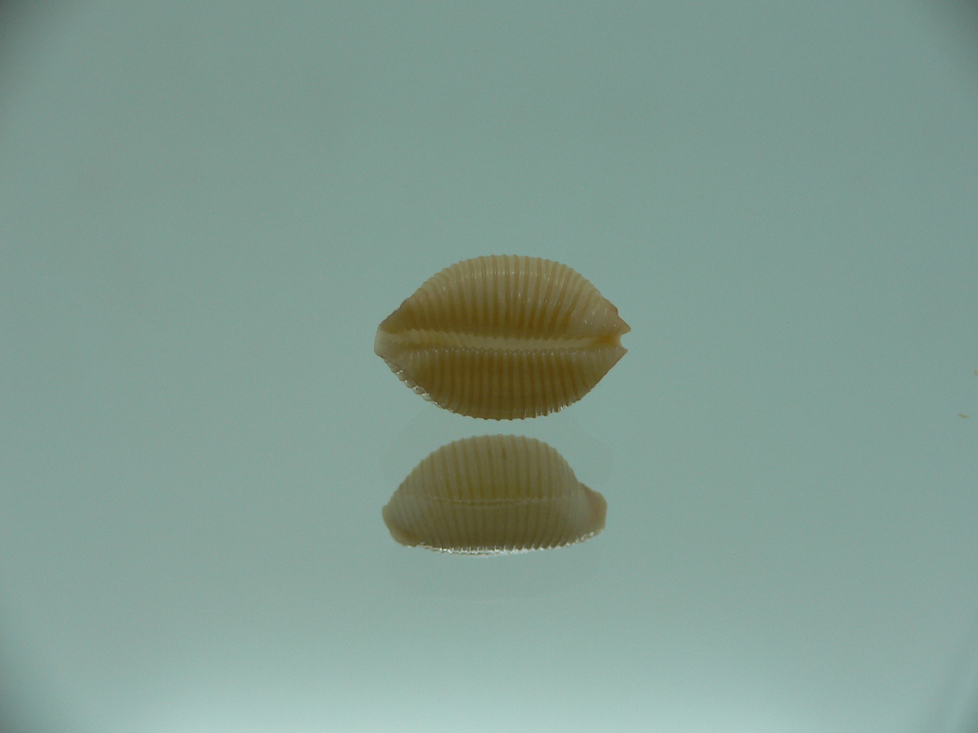 Cypraea childreni leforti IDEAL