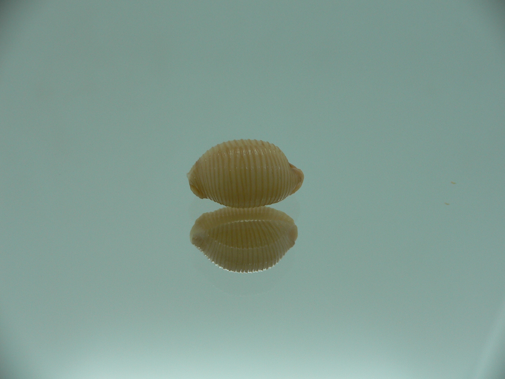 Cypraea childreni leforti IDEAL