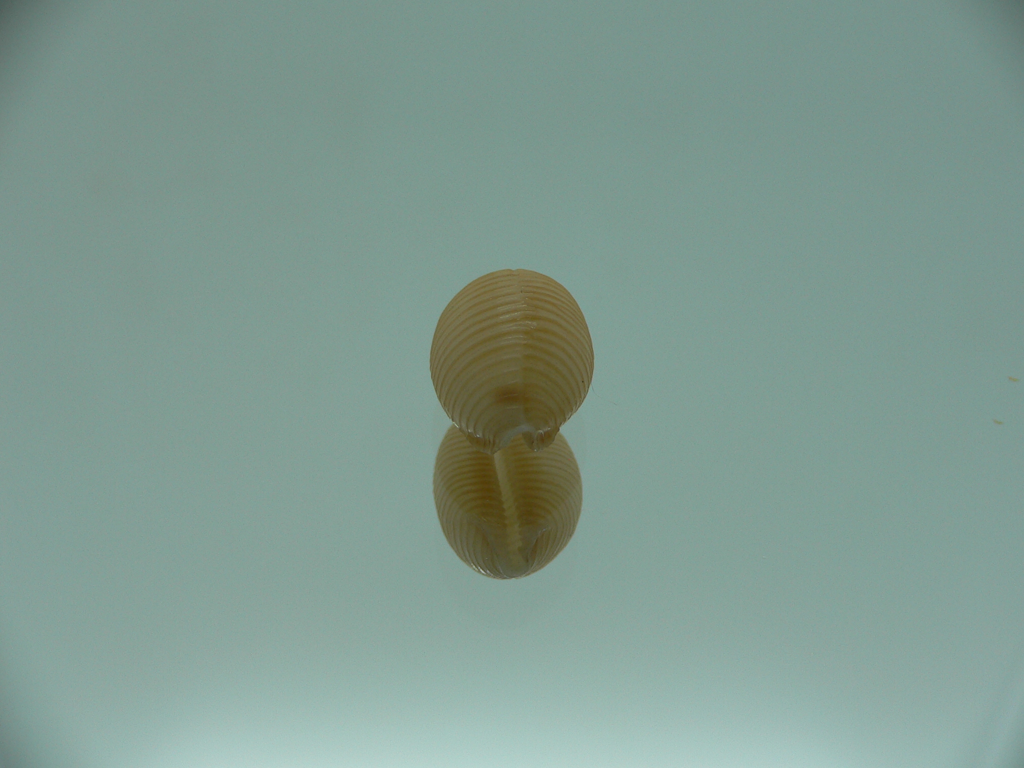 Cypraea childreni leforti IDEAL