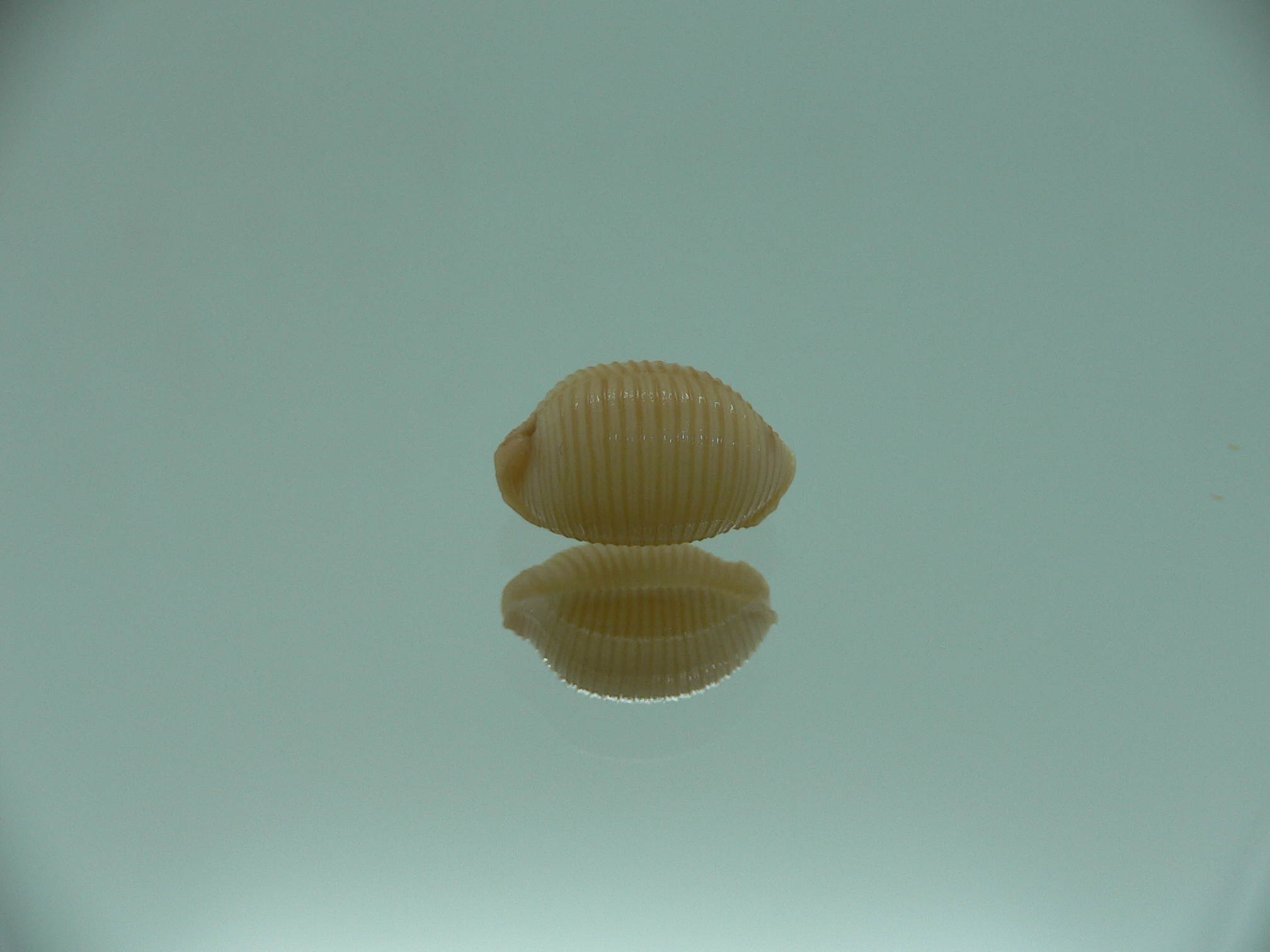 Cypraea childreni leforti IDEAL