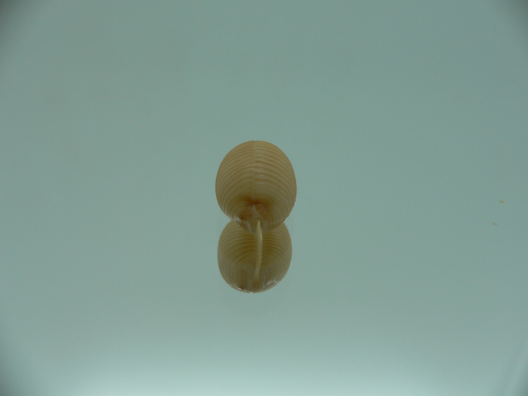 Cypraea childreni leforti IDEAL