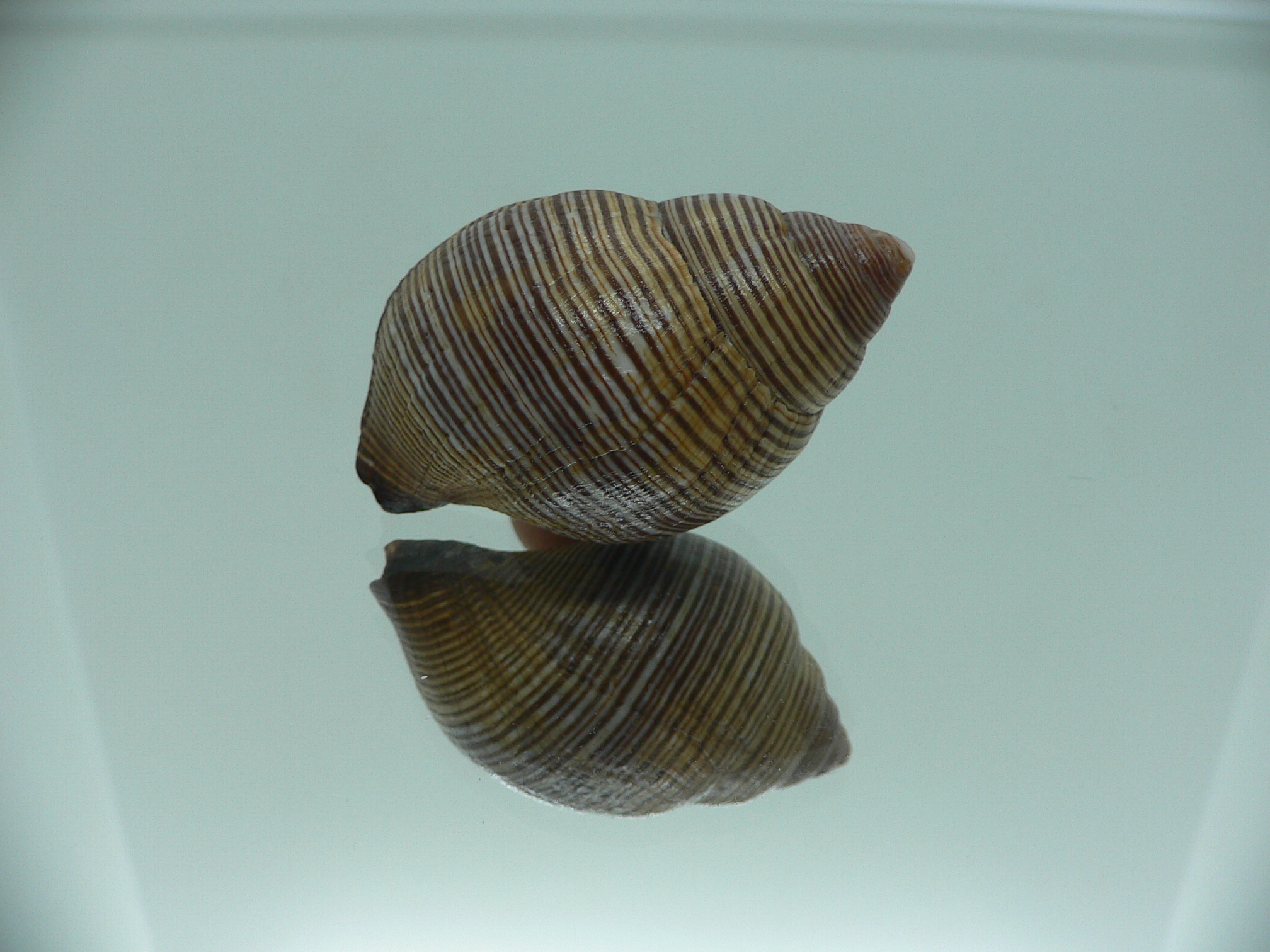 Latirolagena smaragdula BIG