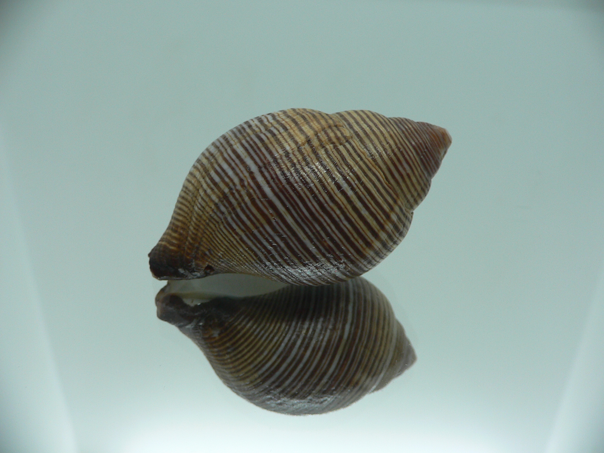 Latirolagena smaragdula BIG