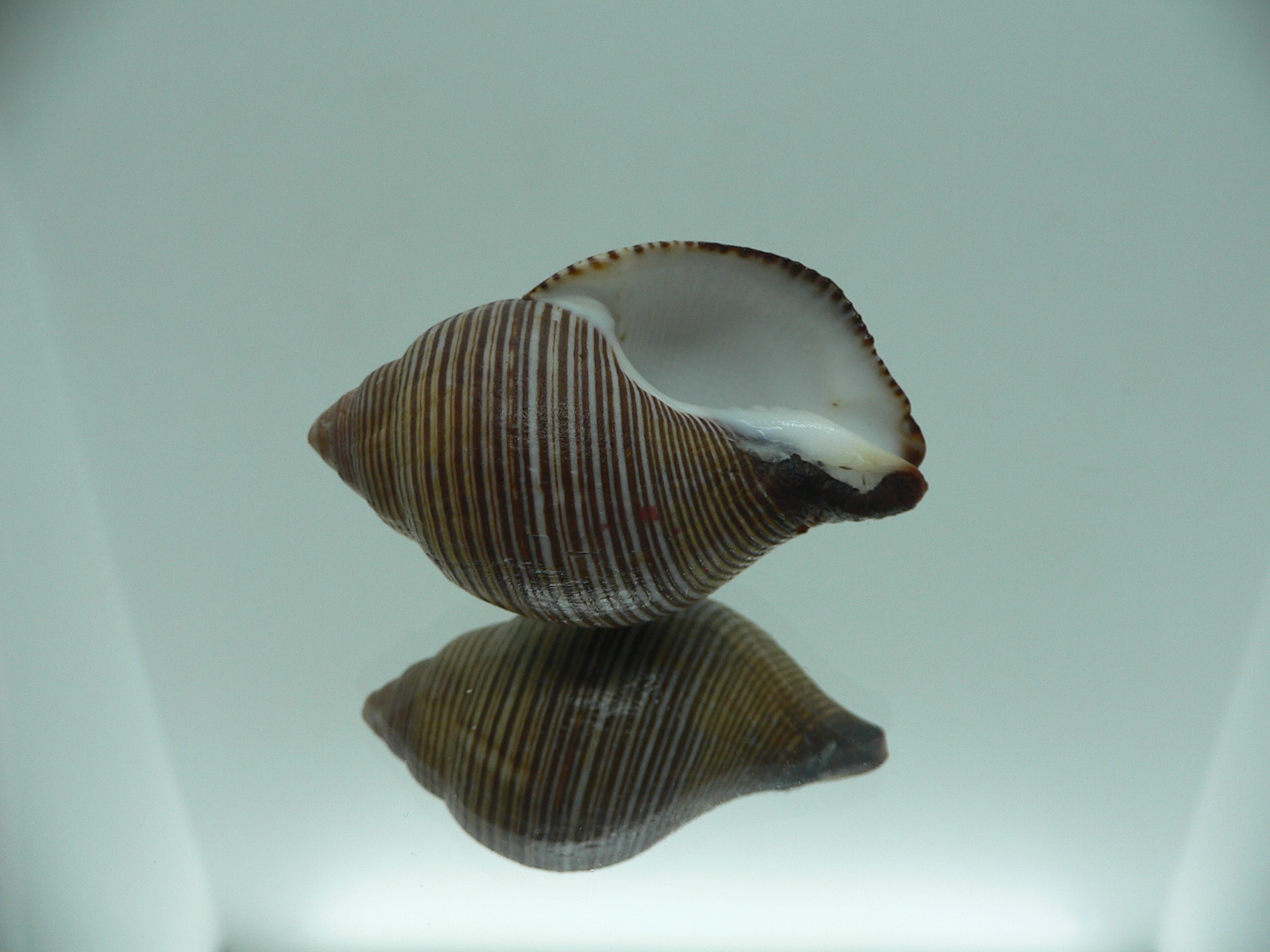 Latirolagena smaragdula BIG