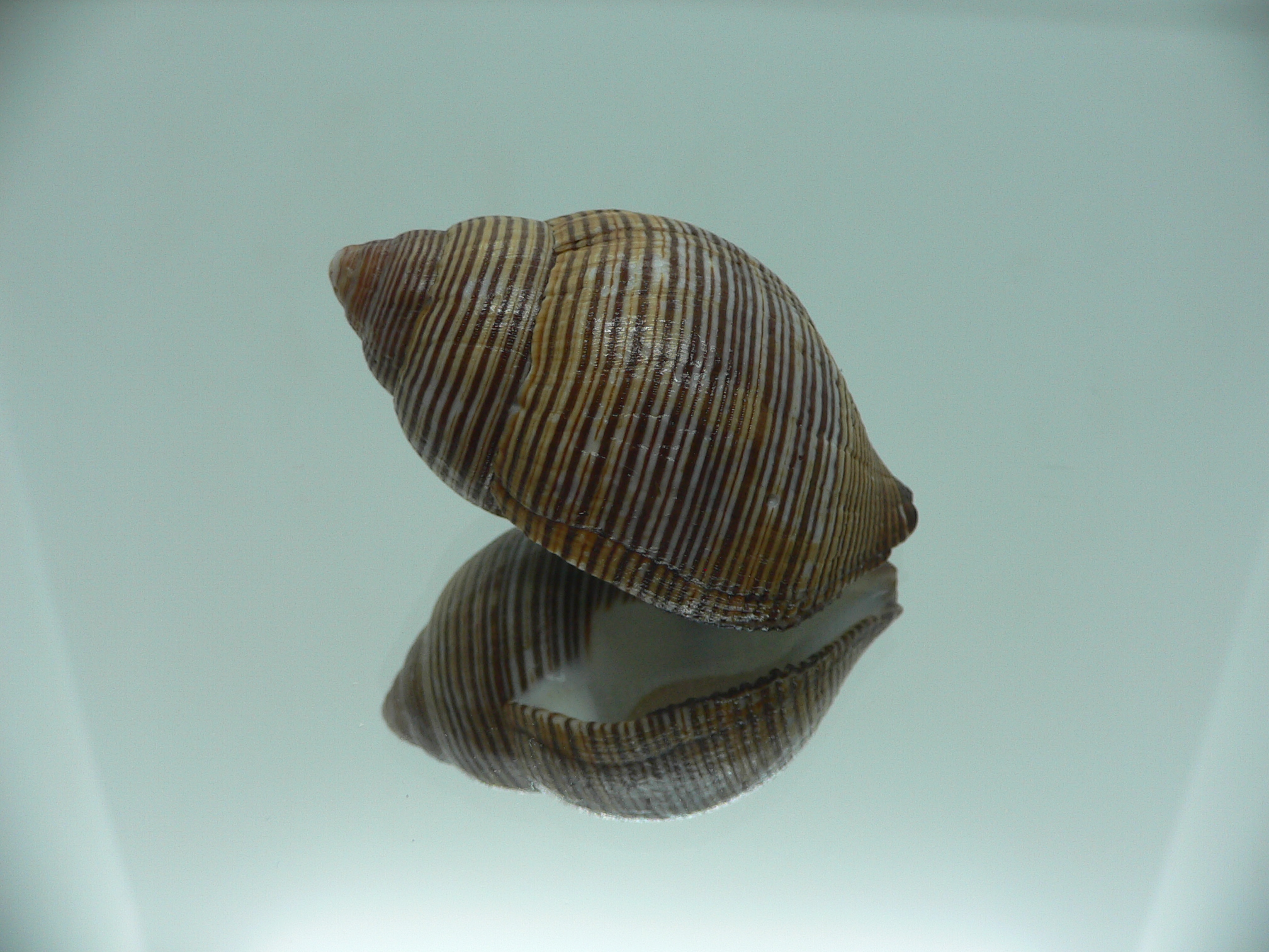 Latirolagena smaragdula BIG