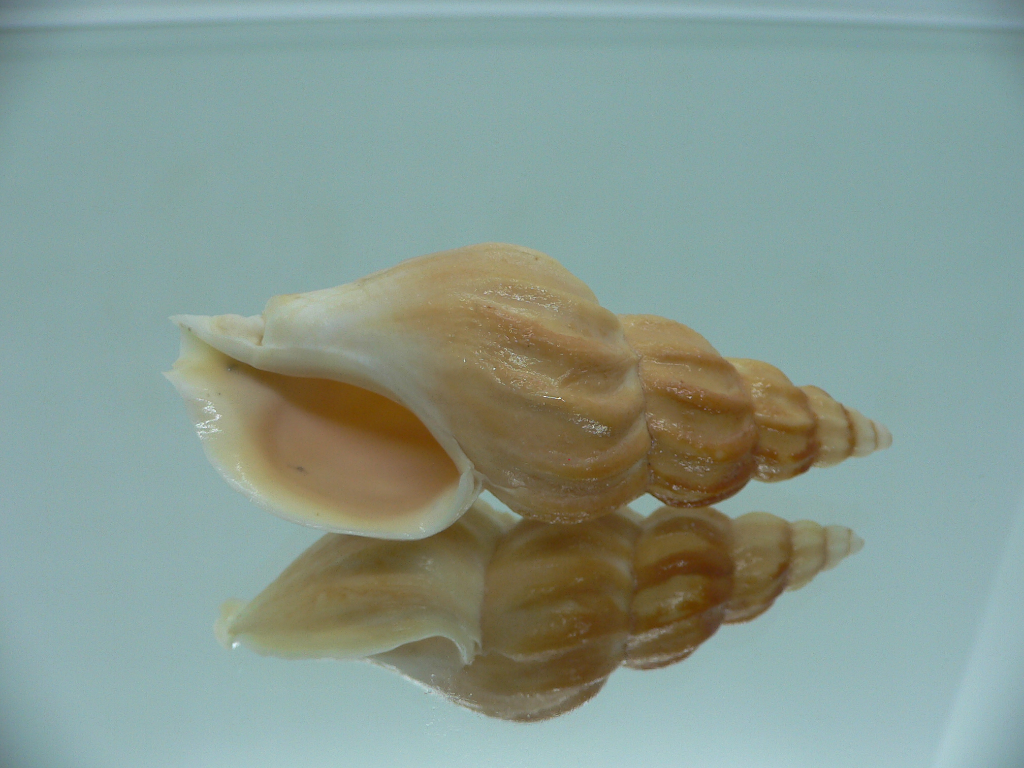 Plicifusus cf. kroyeri BIG