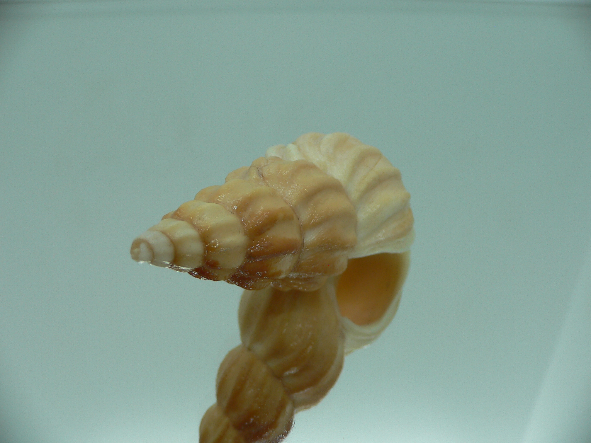 Plicifusus cf. kroyeri BIG