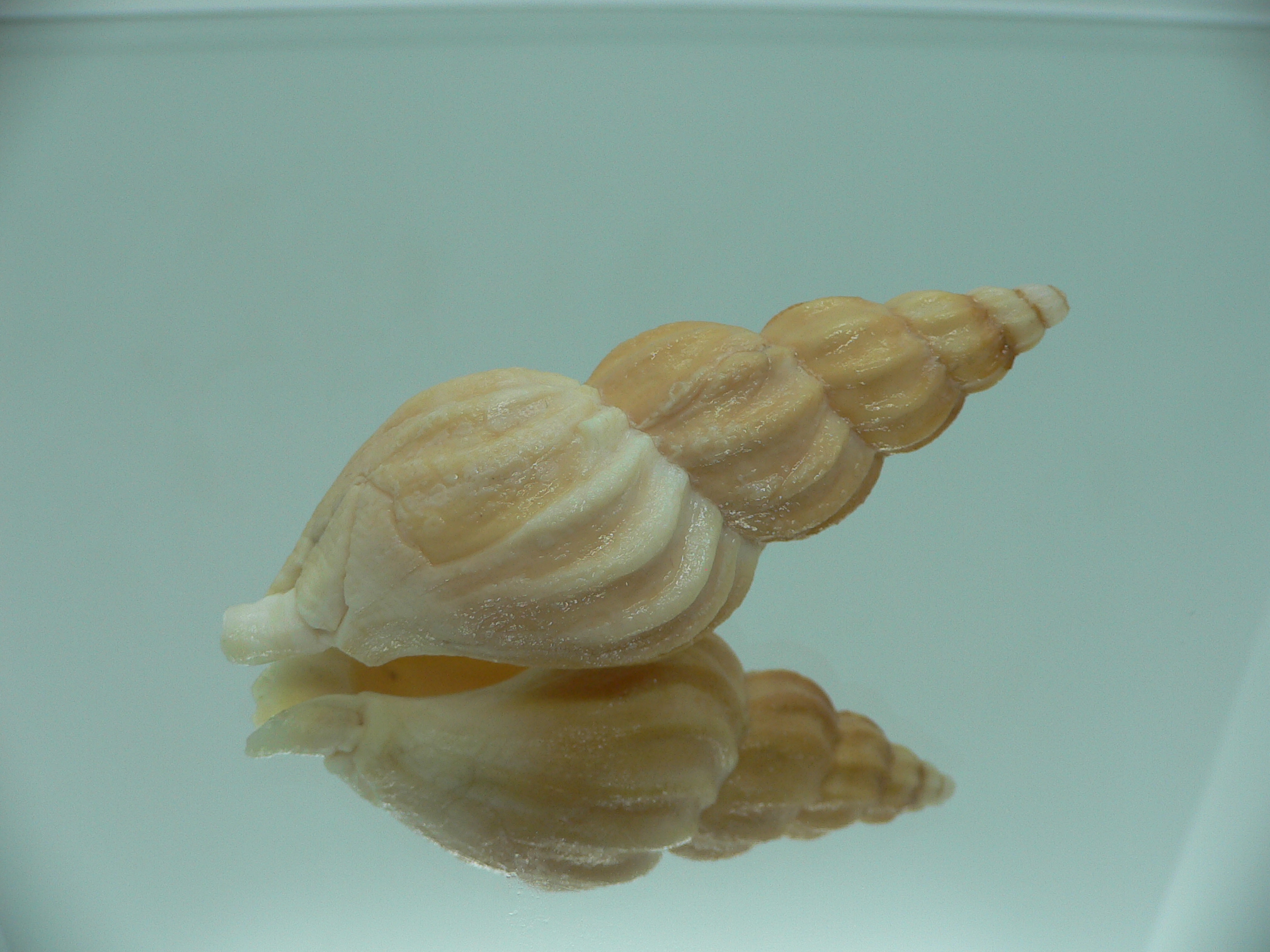 Plicifusus cf. kroyeri BIG