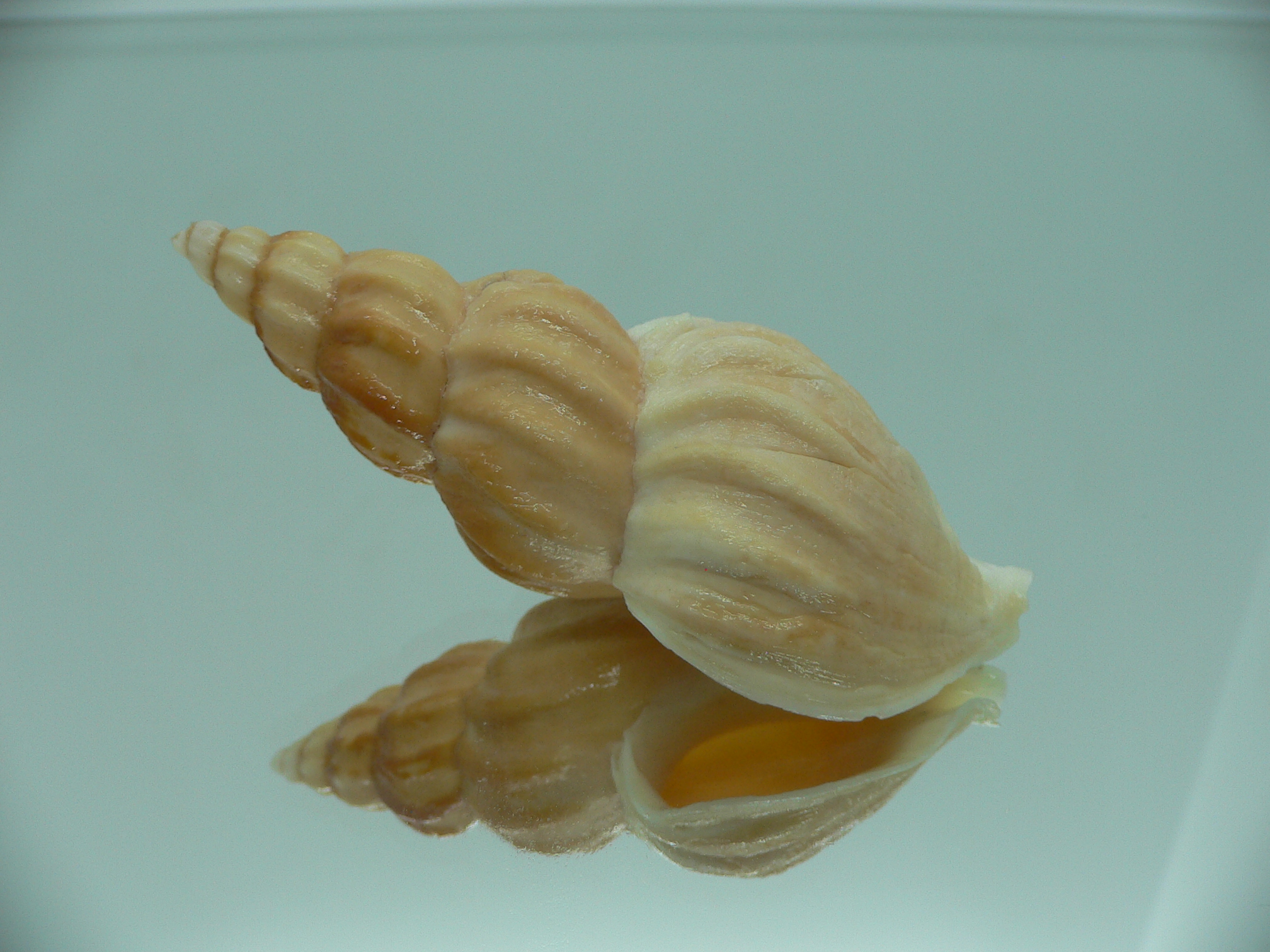 Plicifusus cf. kroyeri BIG