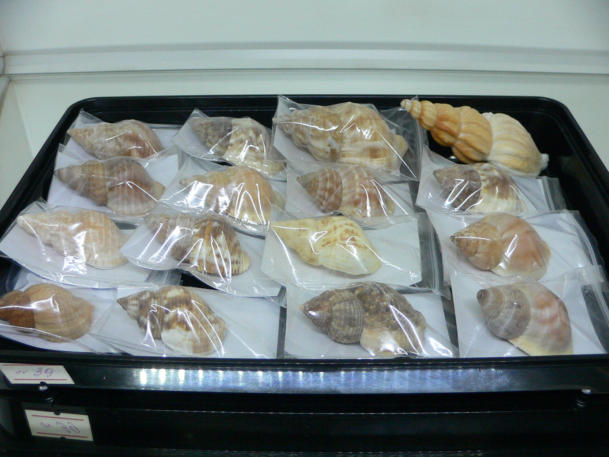 Plicifusus cf. kroyeri BIG