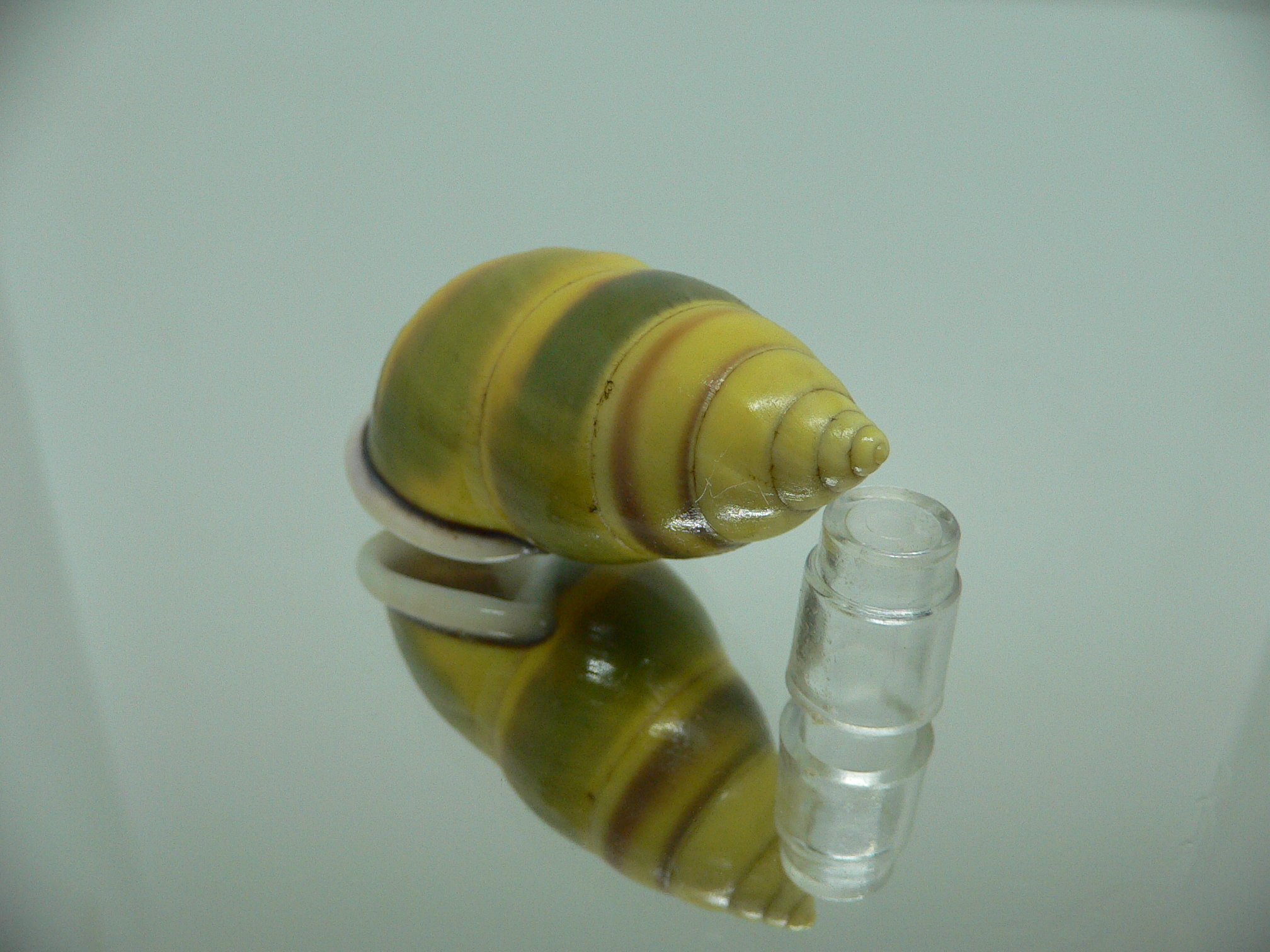 Amphidromus perversus butoti f. stevensoni BIG & SINISTRAL