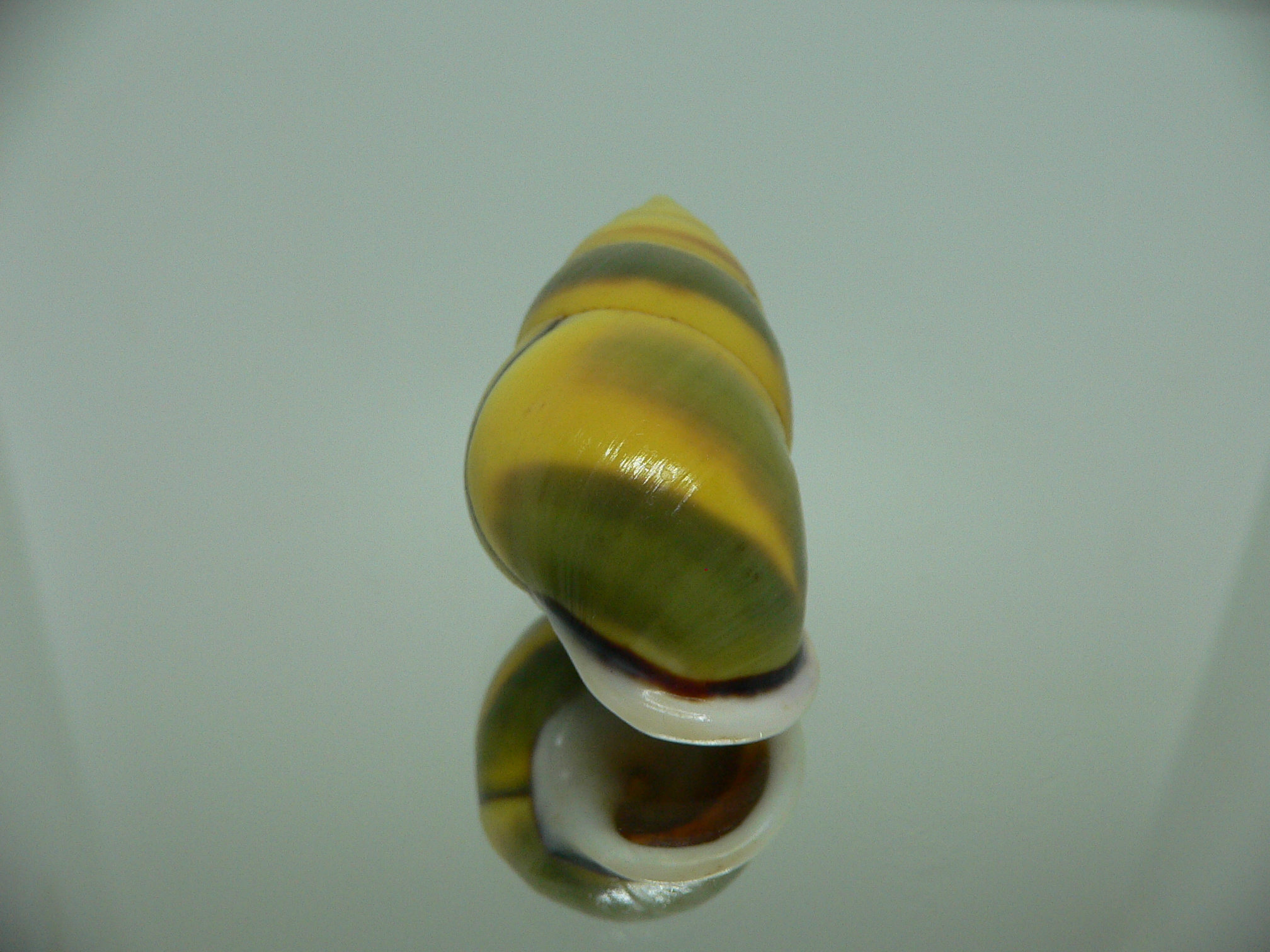 Amphidromus perversus butoti f. stevensoni BIG & SINISTRAL
