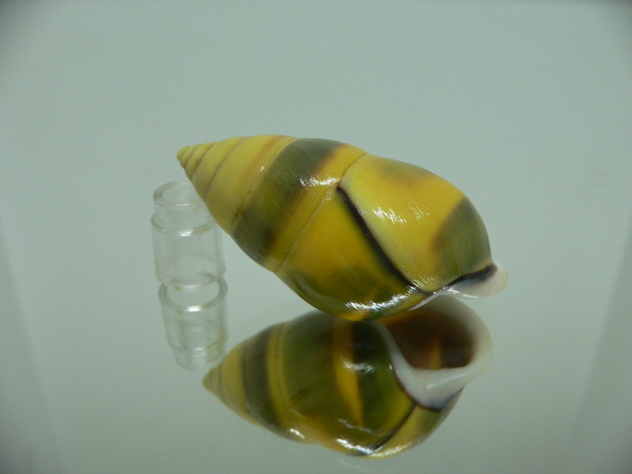 Amphidromus perversus butoti f. stevensoni BIG & SINISTRAL