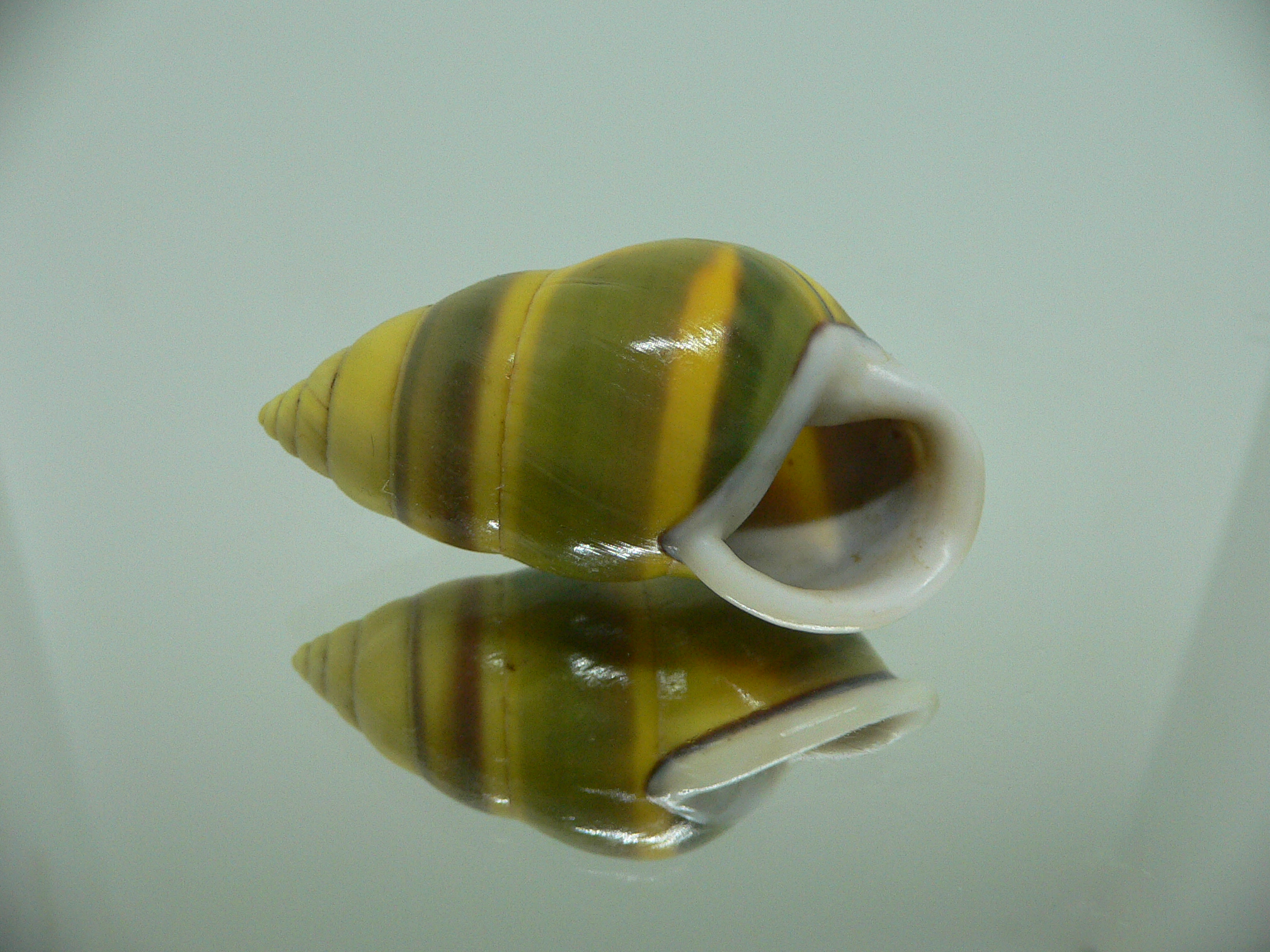 Amphidromus perversus butoti f. stevensoni BIG & SINISTRAL