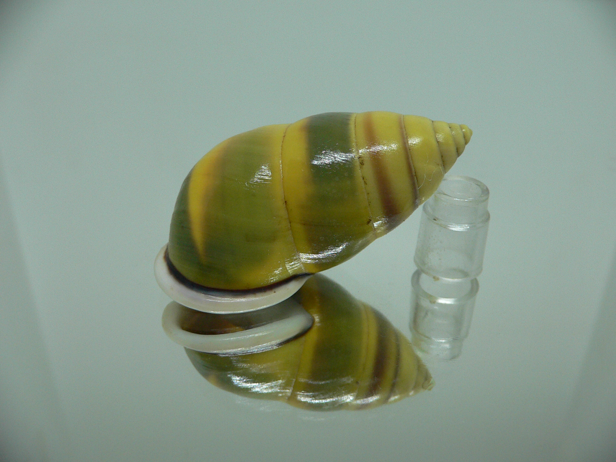 Amphidromus perversus butoti f. stevensoni BIG & SINISTRAL