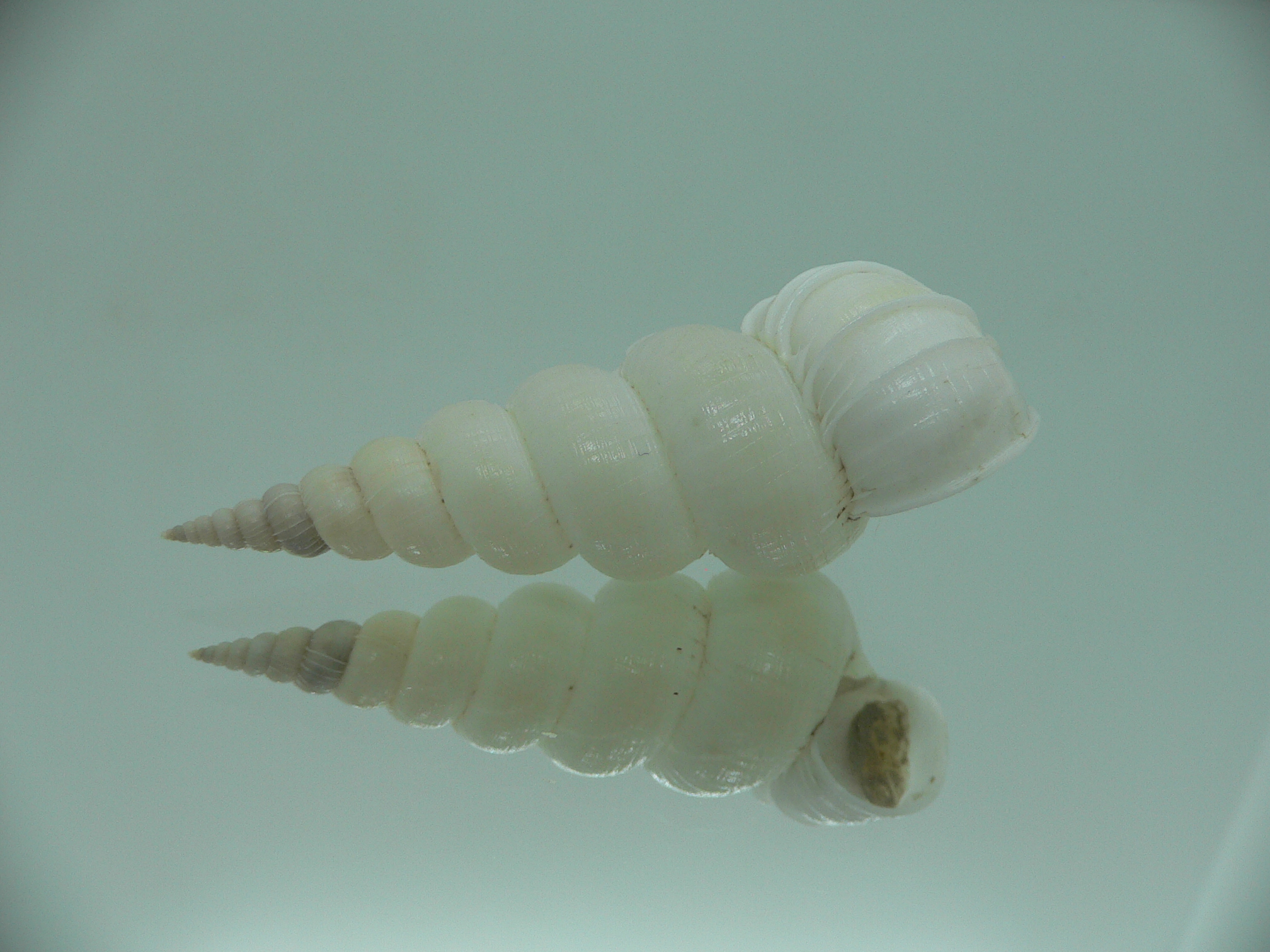 Amaea secunda RARA & BIG