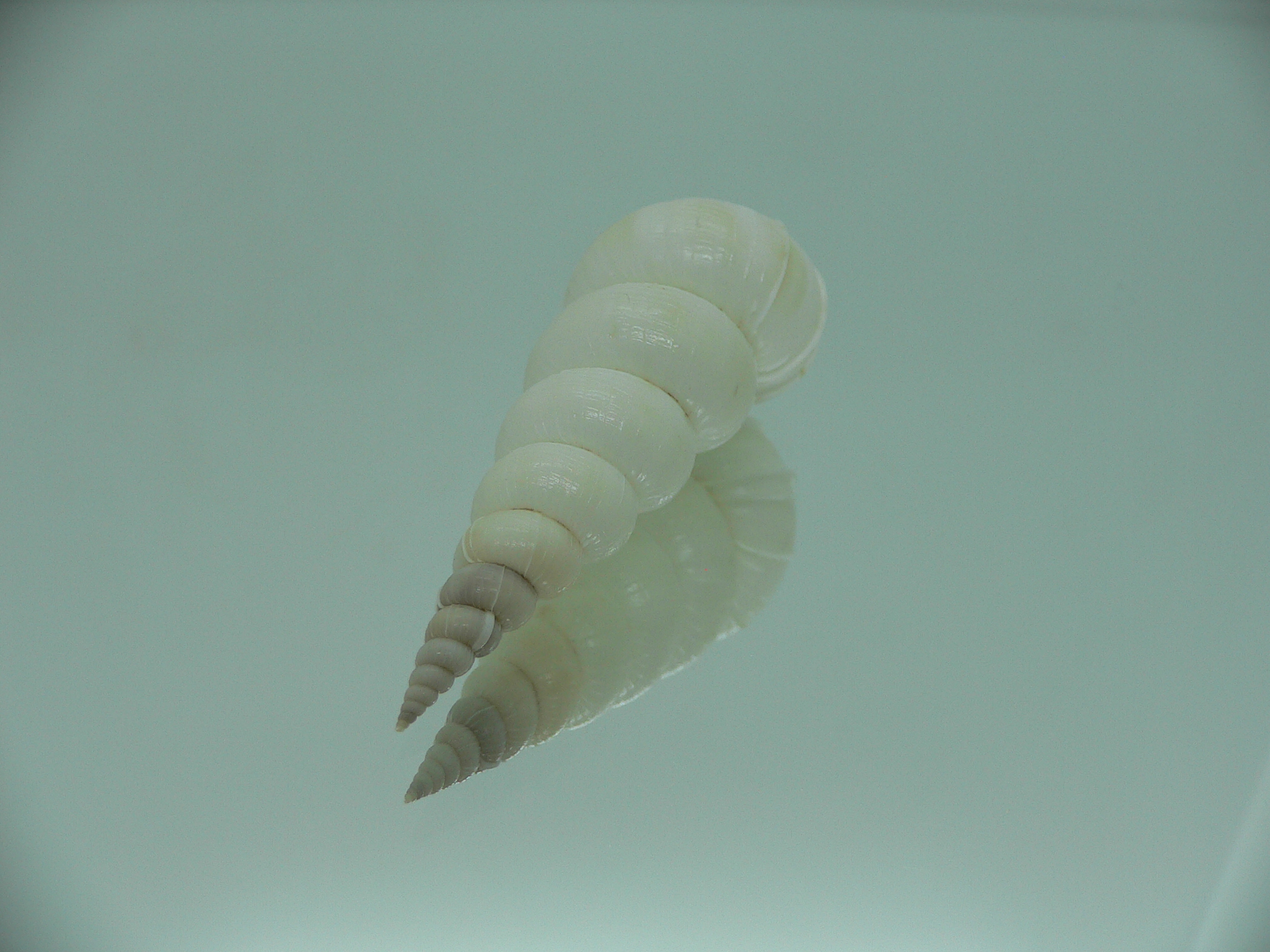 Amaea secunda RARA & BIG