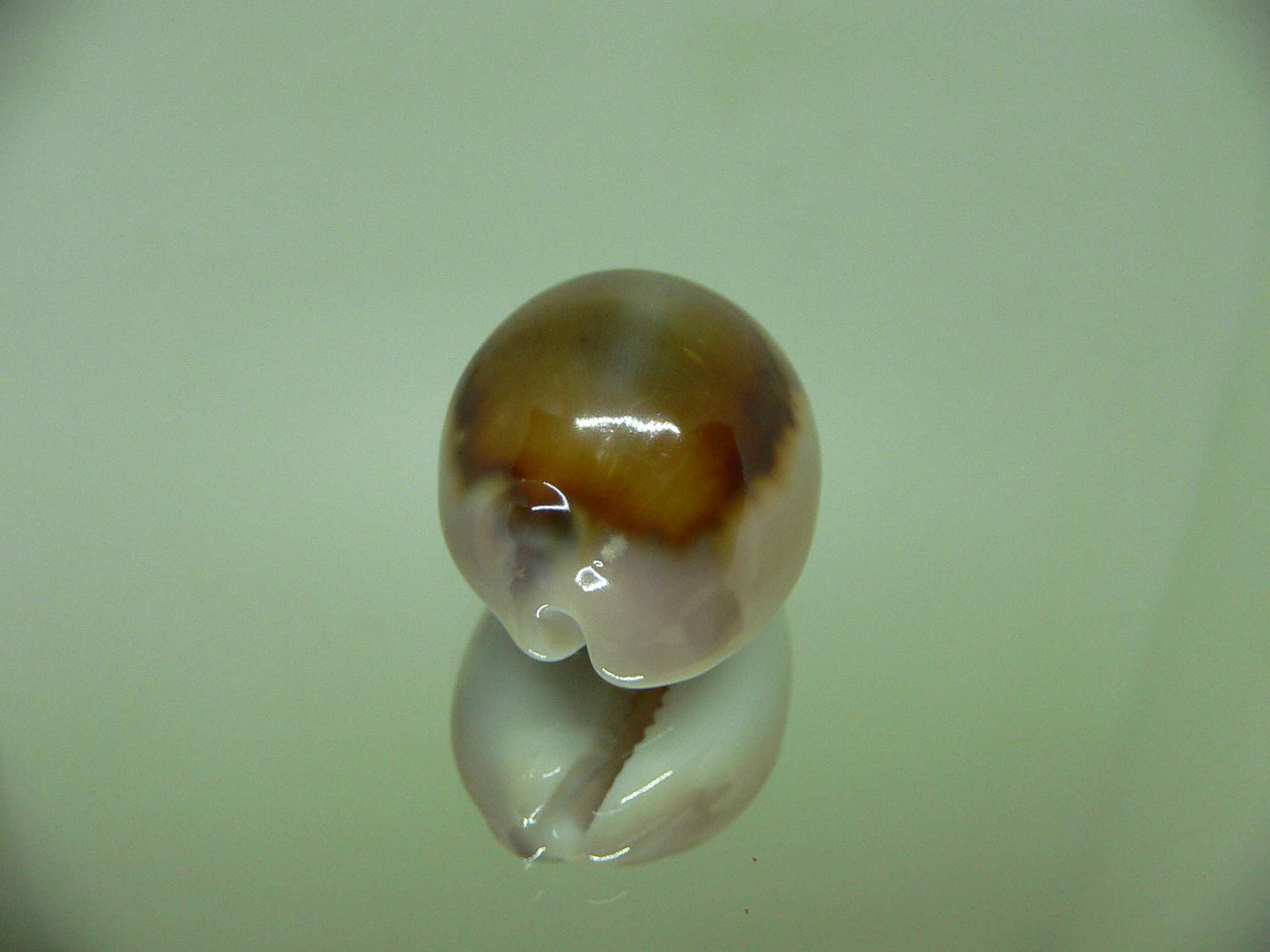 Cypraea spadicea COLOR FIRE