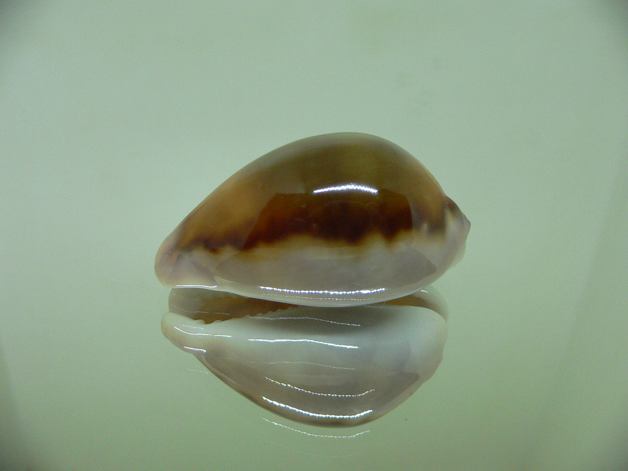 Cypraea spadicea COLOR FIRE