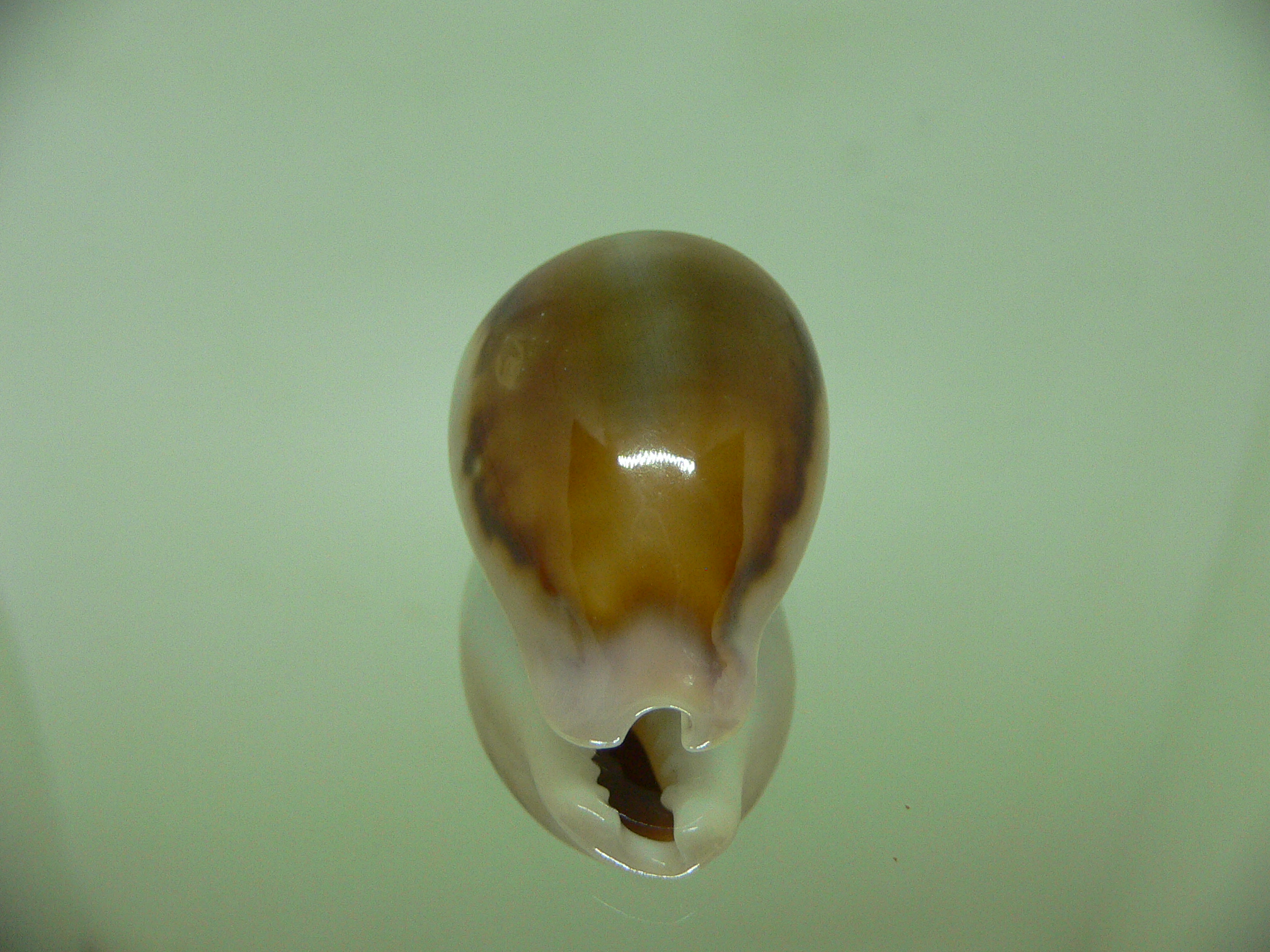 Cypraea spadicea COLOR FIRE