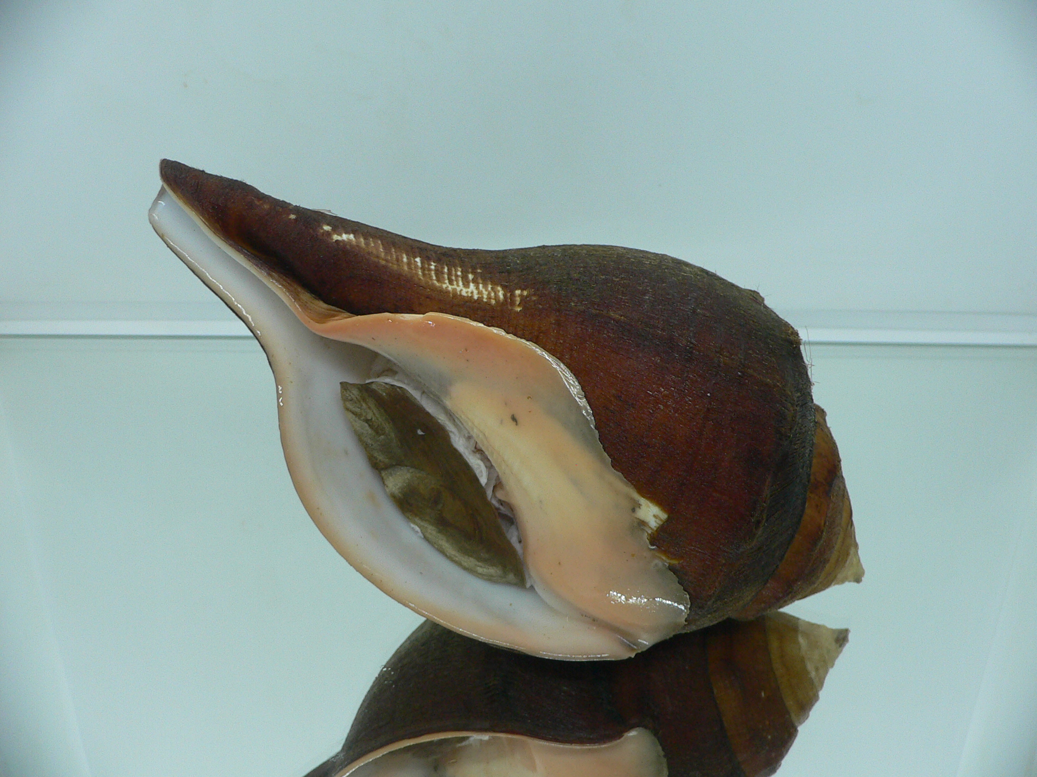Turbinella pyrum napus (var.) VERY GOOD SIZE