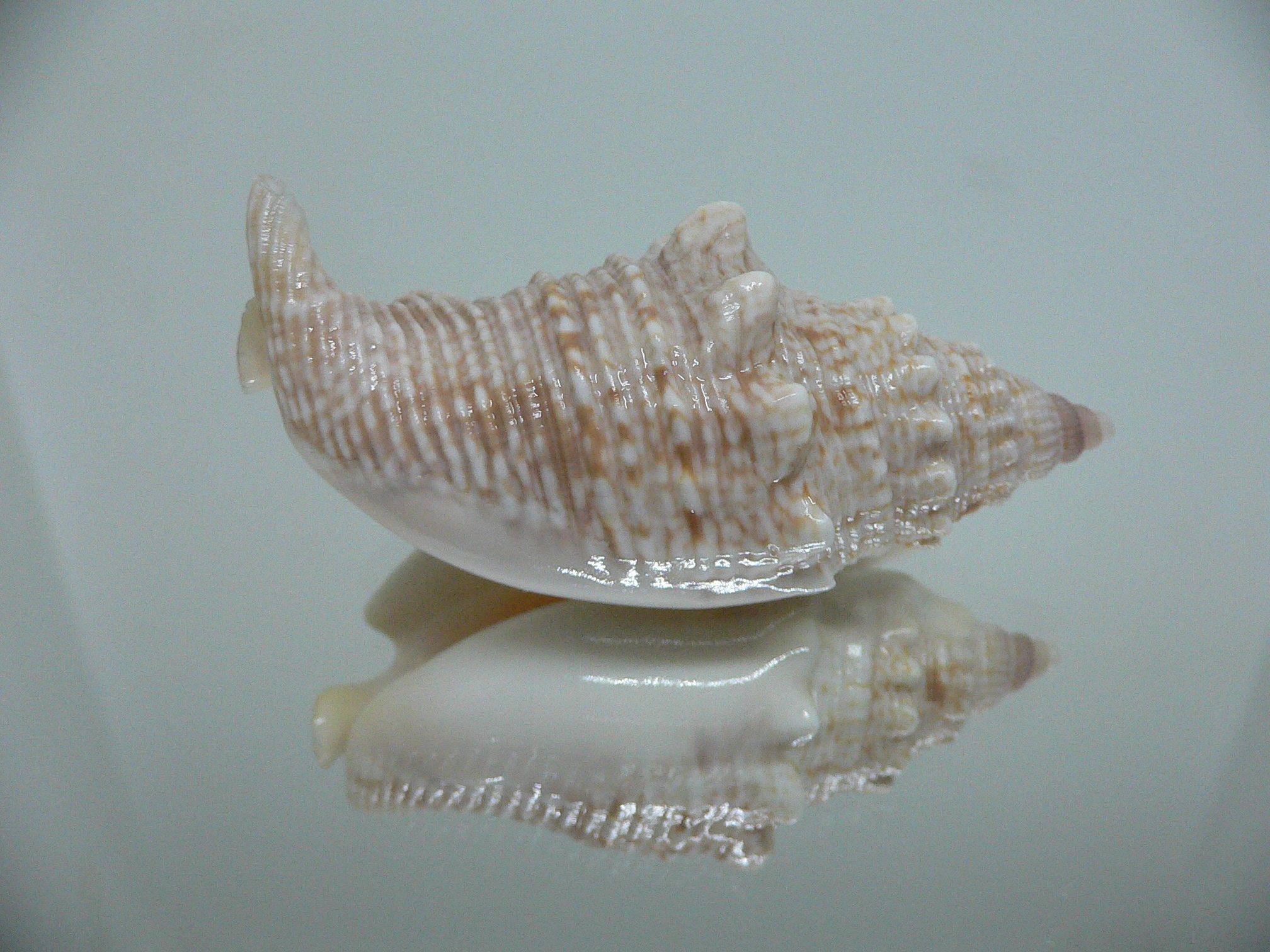 Euprotomus aurisdianae