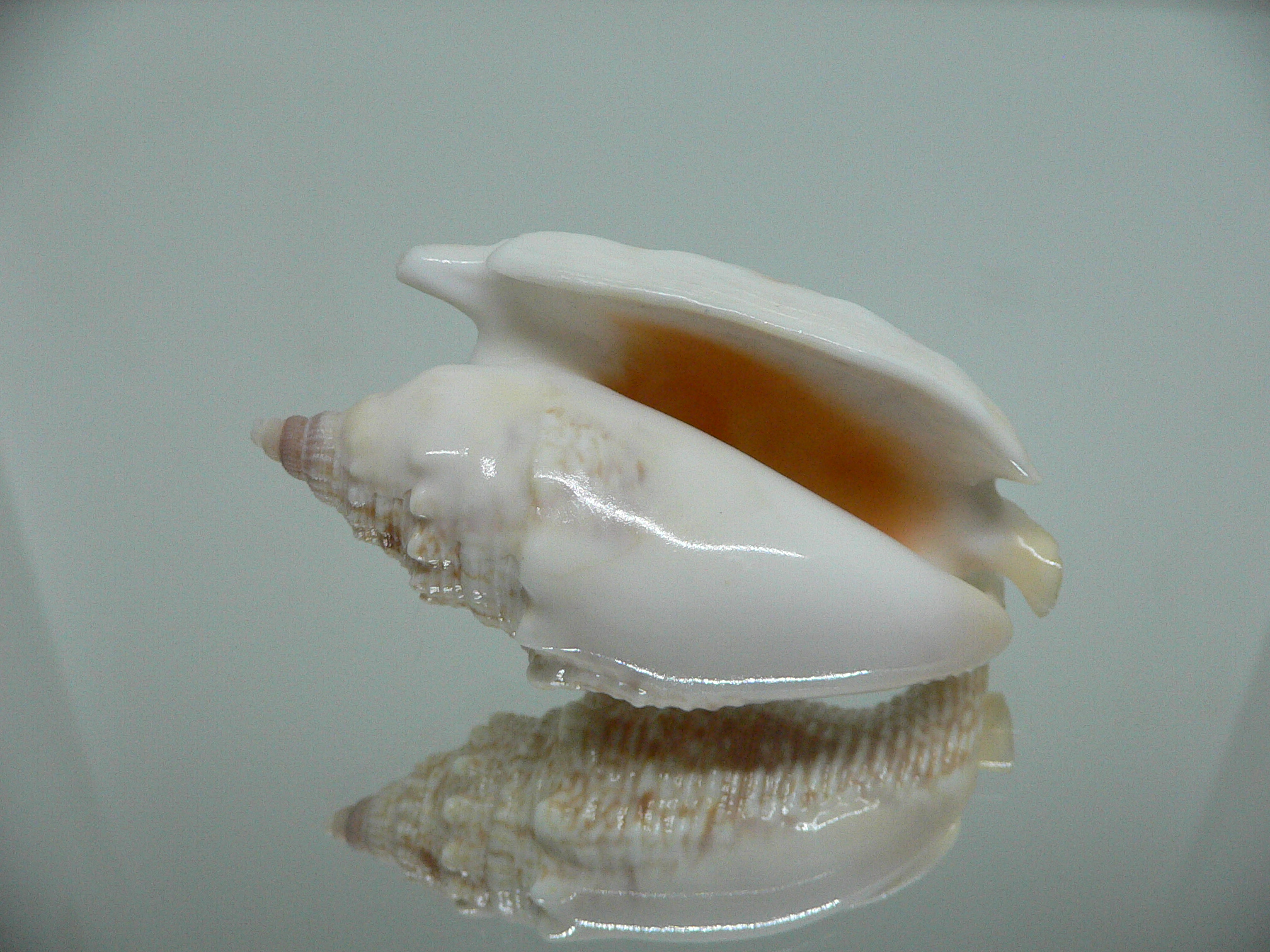 Euprotomus aurisdianae