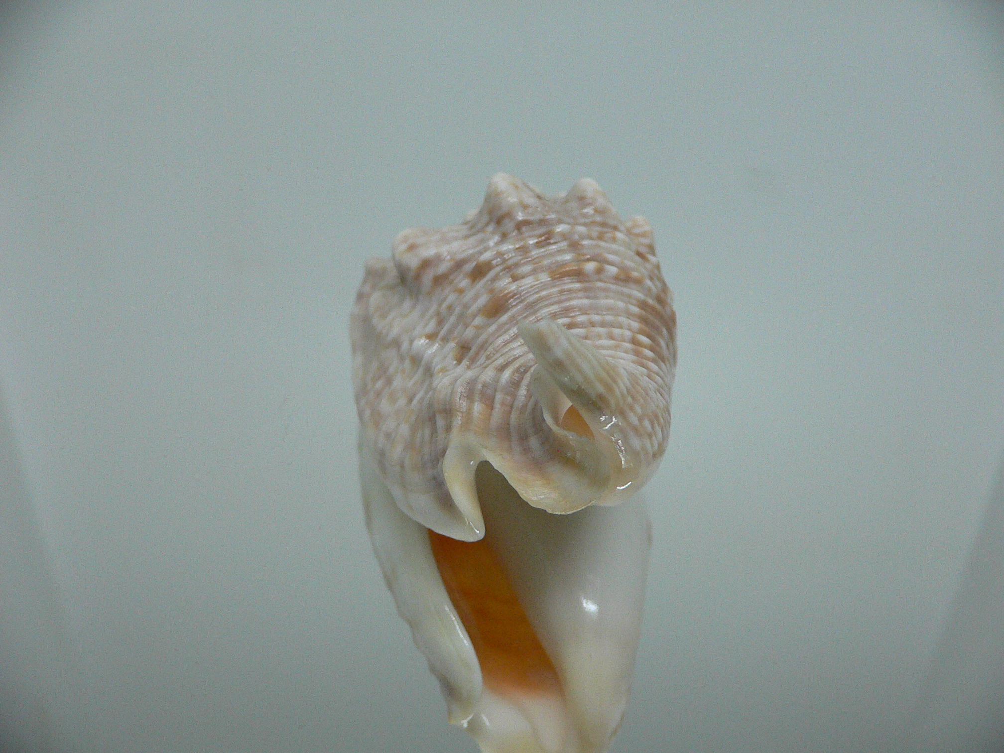 Euprotomus aurisdianae