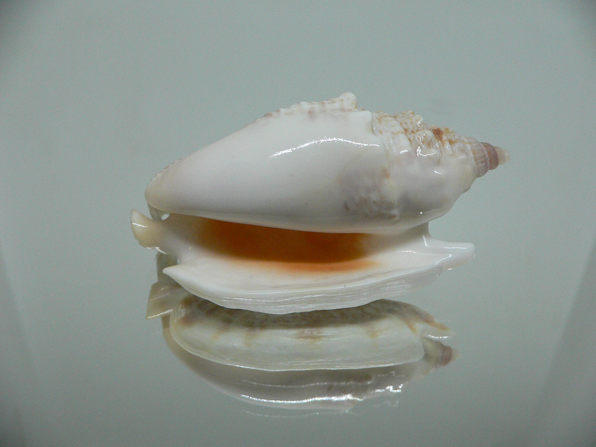 Euprotomus aurisdianae