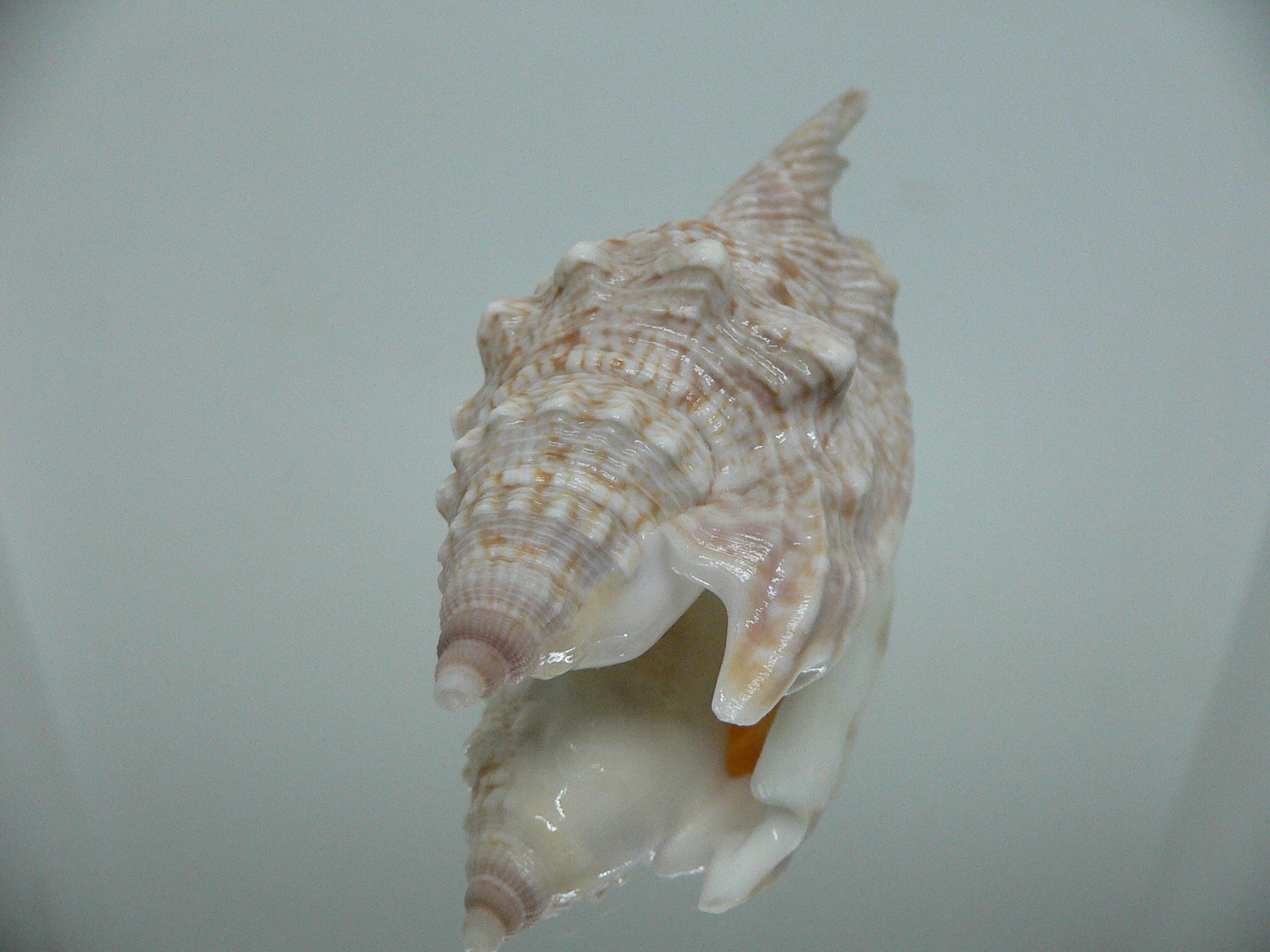 Euprotomus aurisdianae