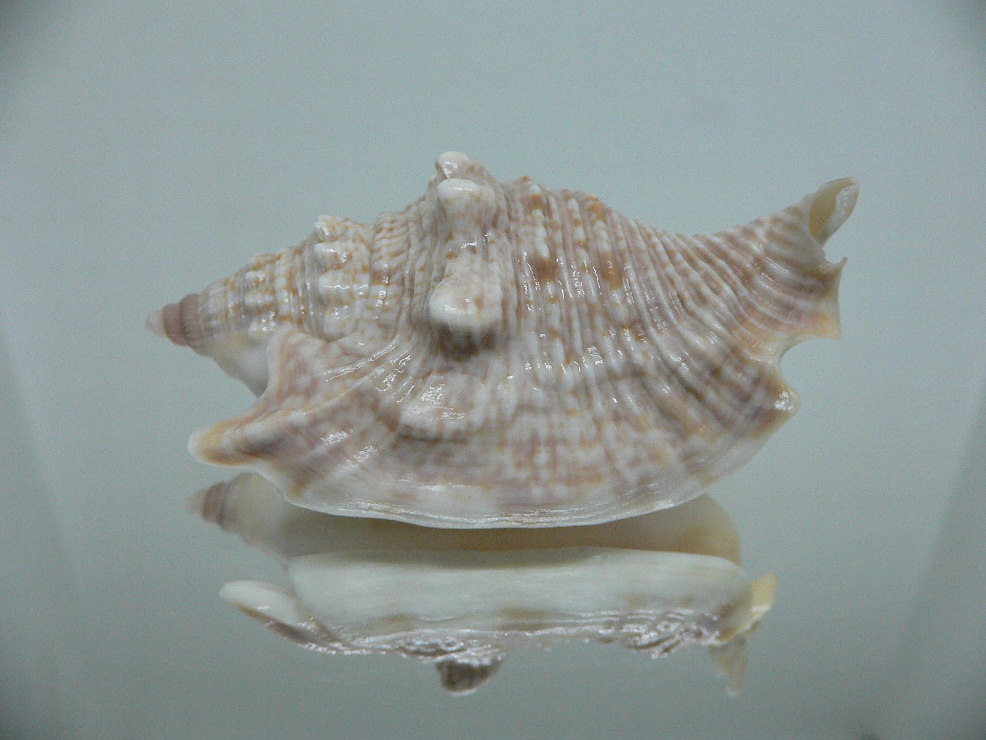 Euprotomus aurisdianae