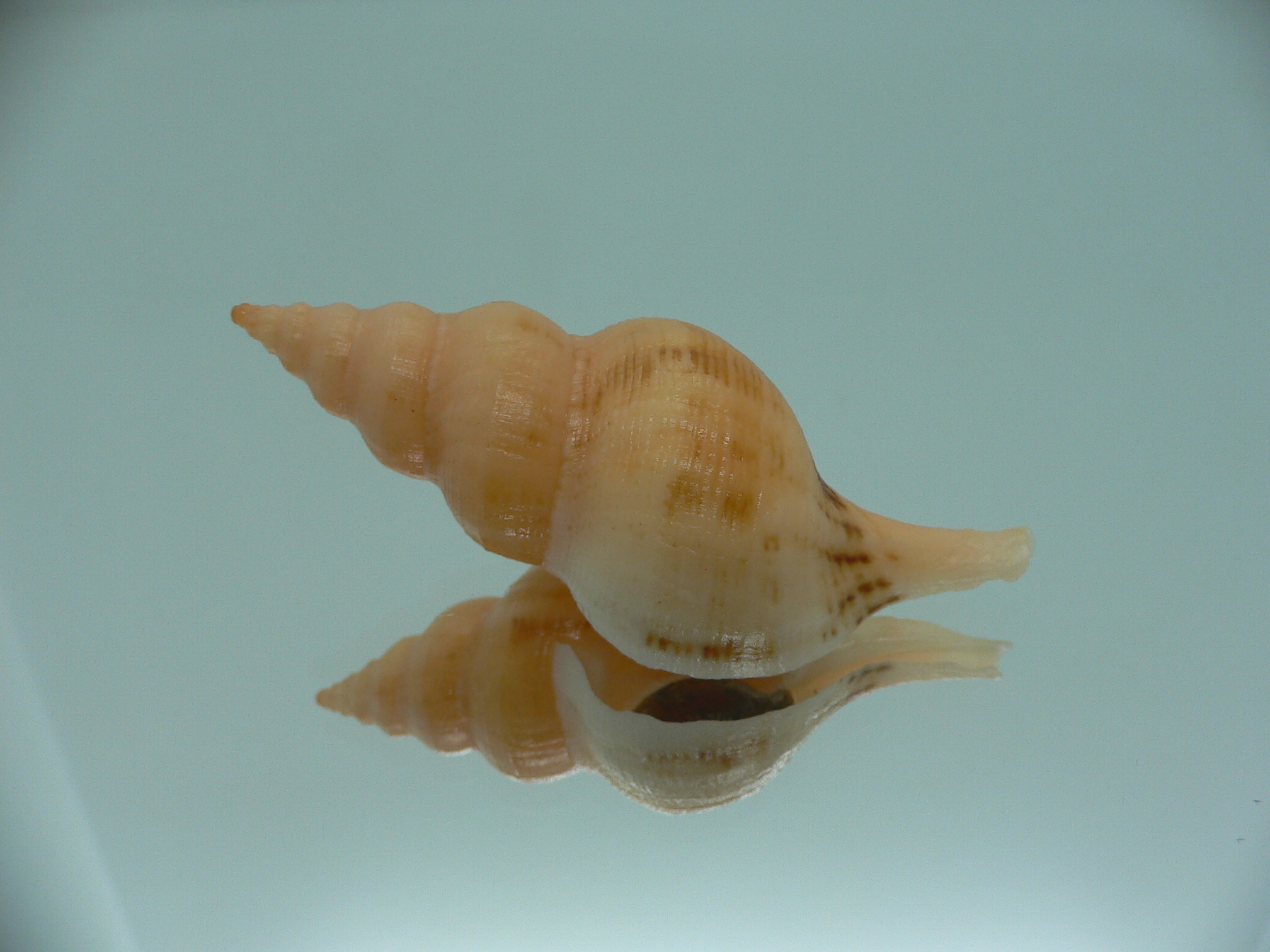 Siphonofusus lubricus COLOR