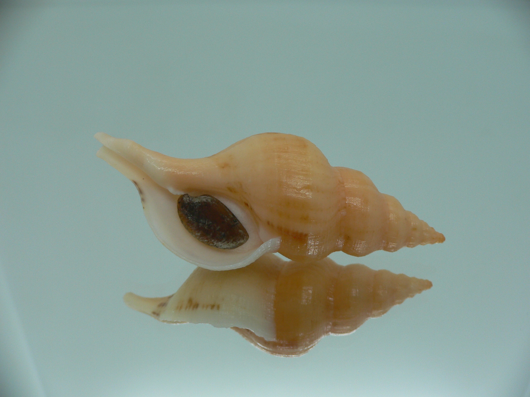 Siphonofusus lubricus COLOR