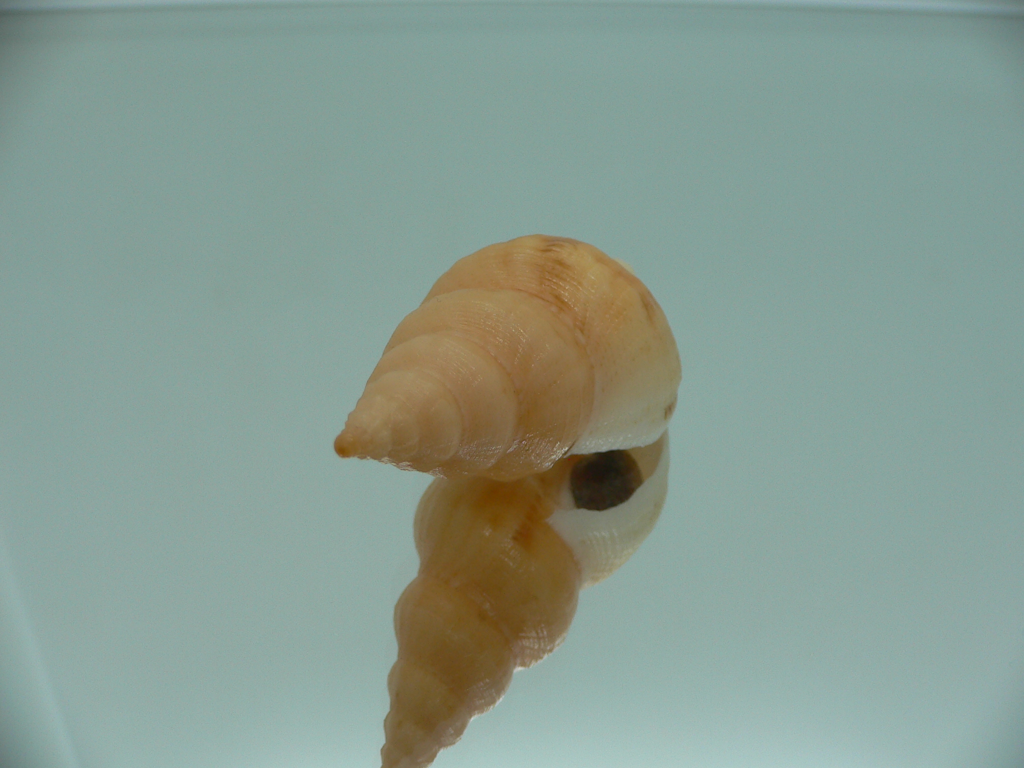 Siphonofusus lubricus COLOR