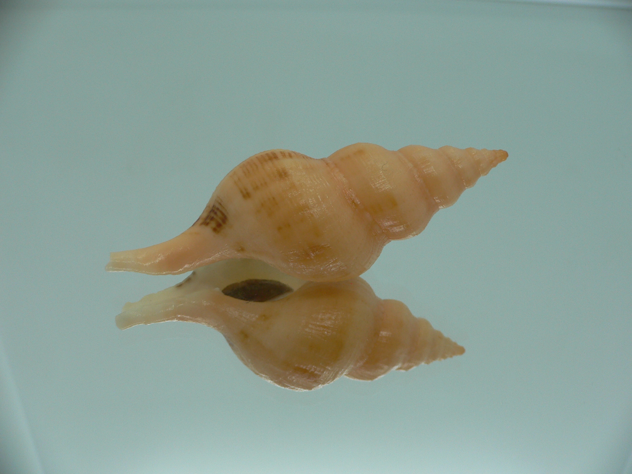 Siphonofusus lubricus COLOR
