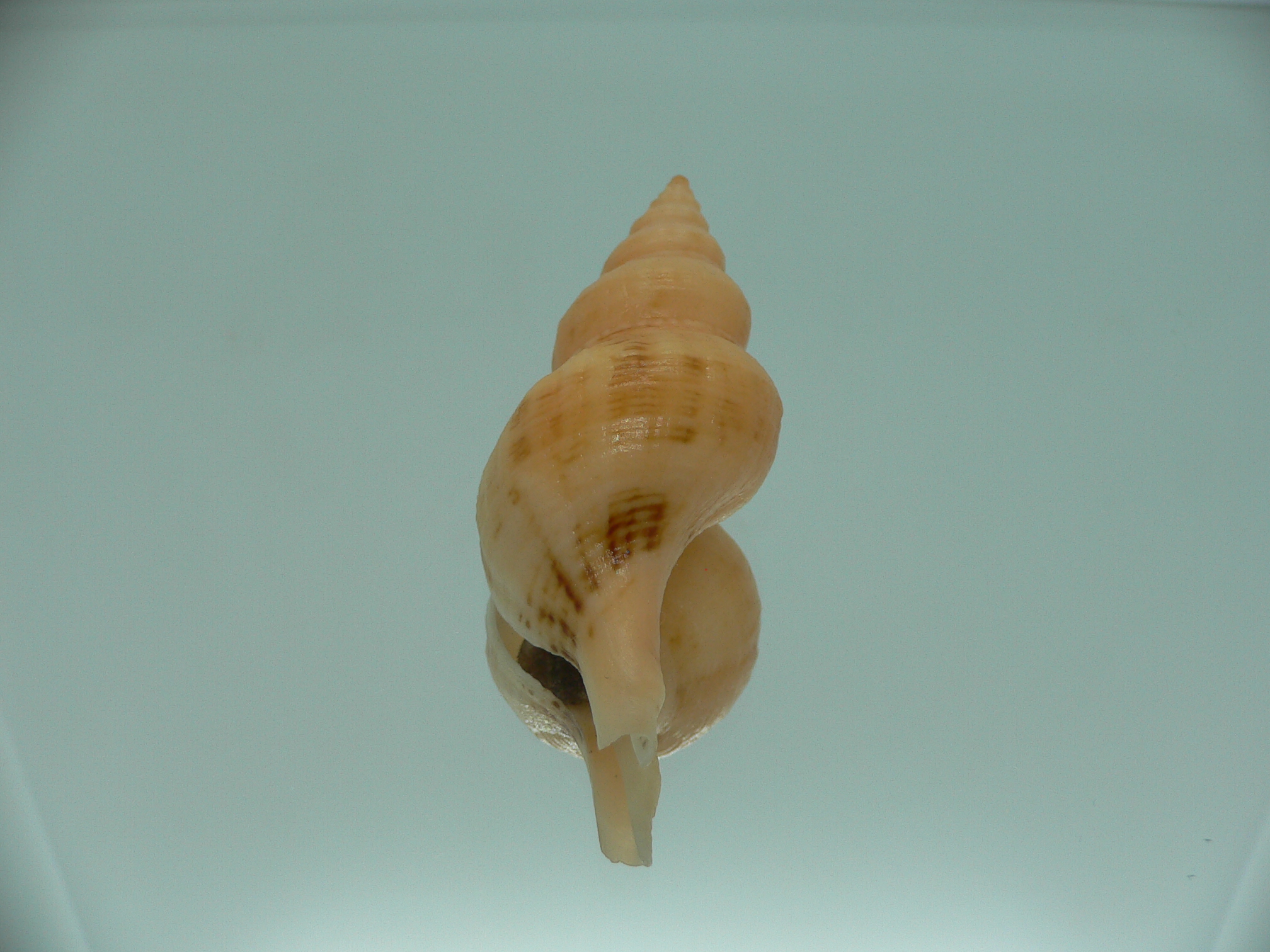 Siphonofusus lubricus COLOR