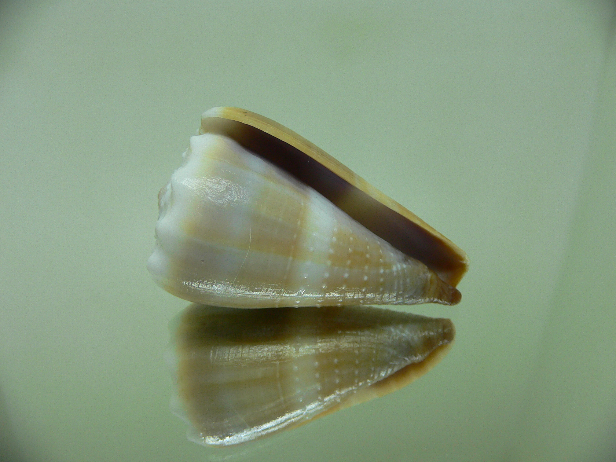 Conus lividus DOTTED LINE