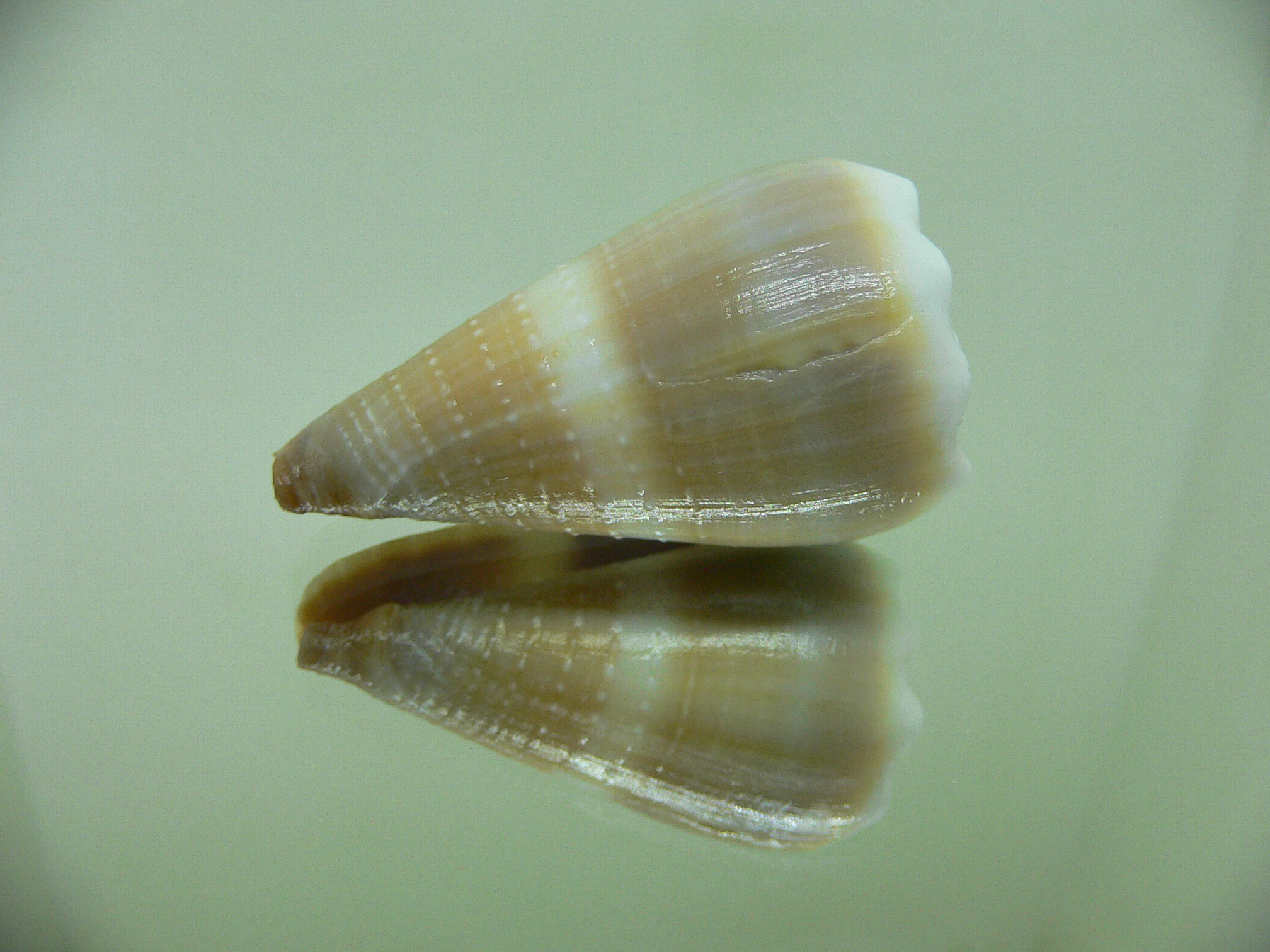 Conus lividus DOTTED LINE