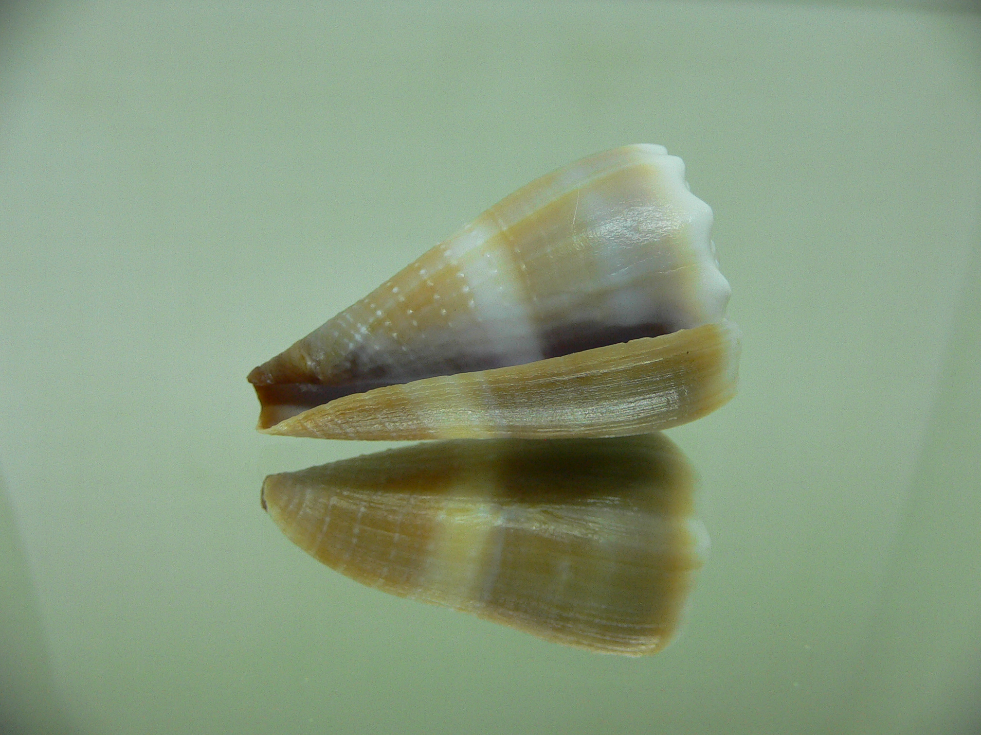 Conus lividus DOTTED LINE