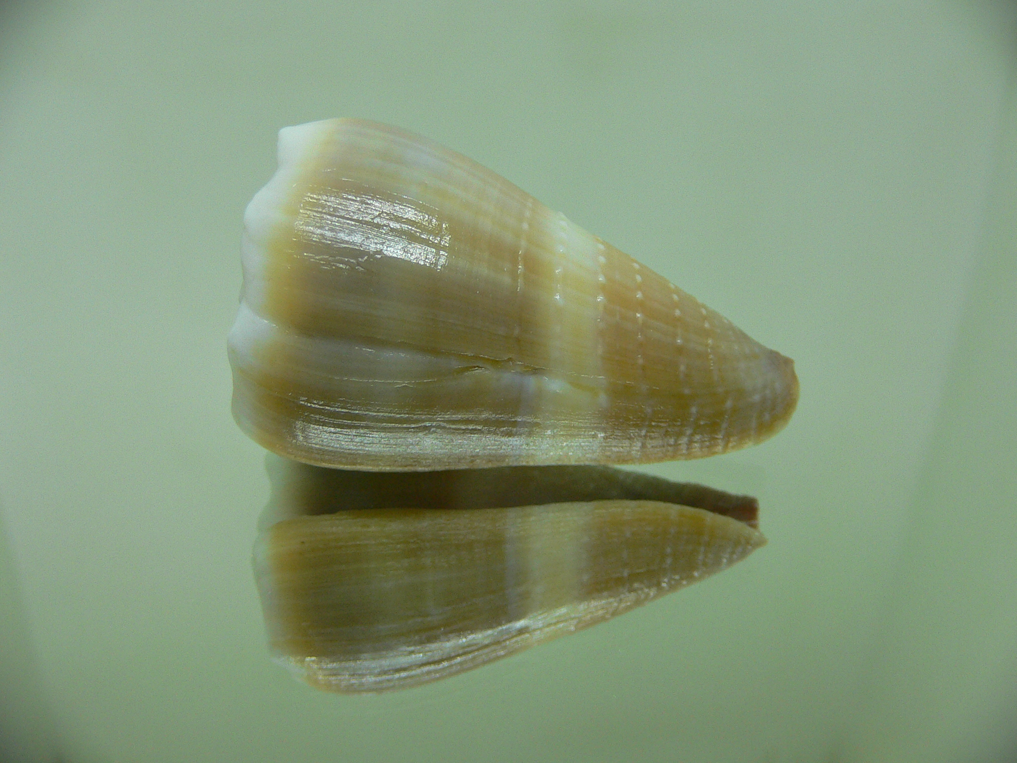 Conus lividus DOTTED LINE