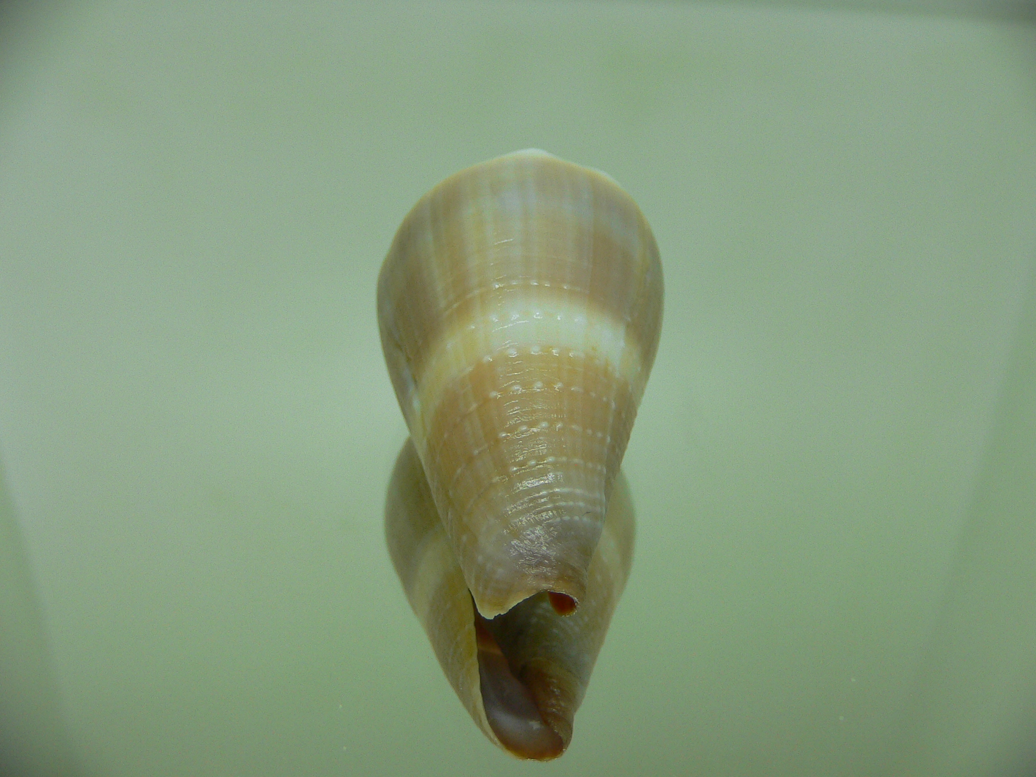 Conus lividus DOTTED LINE