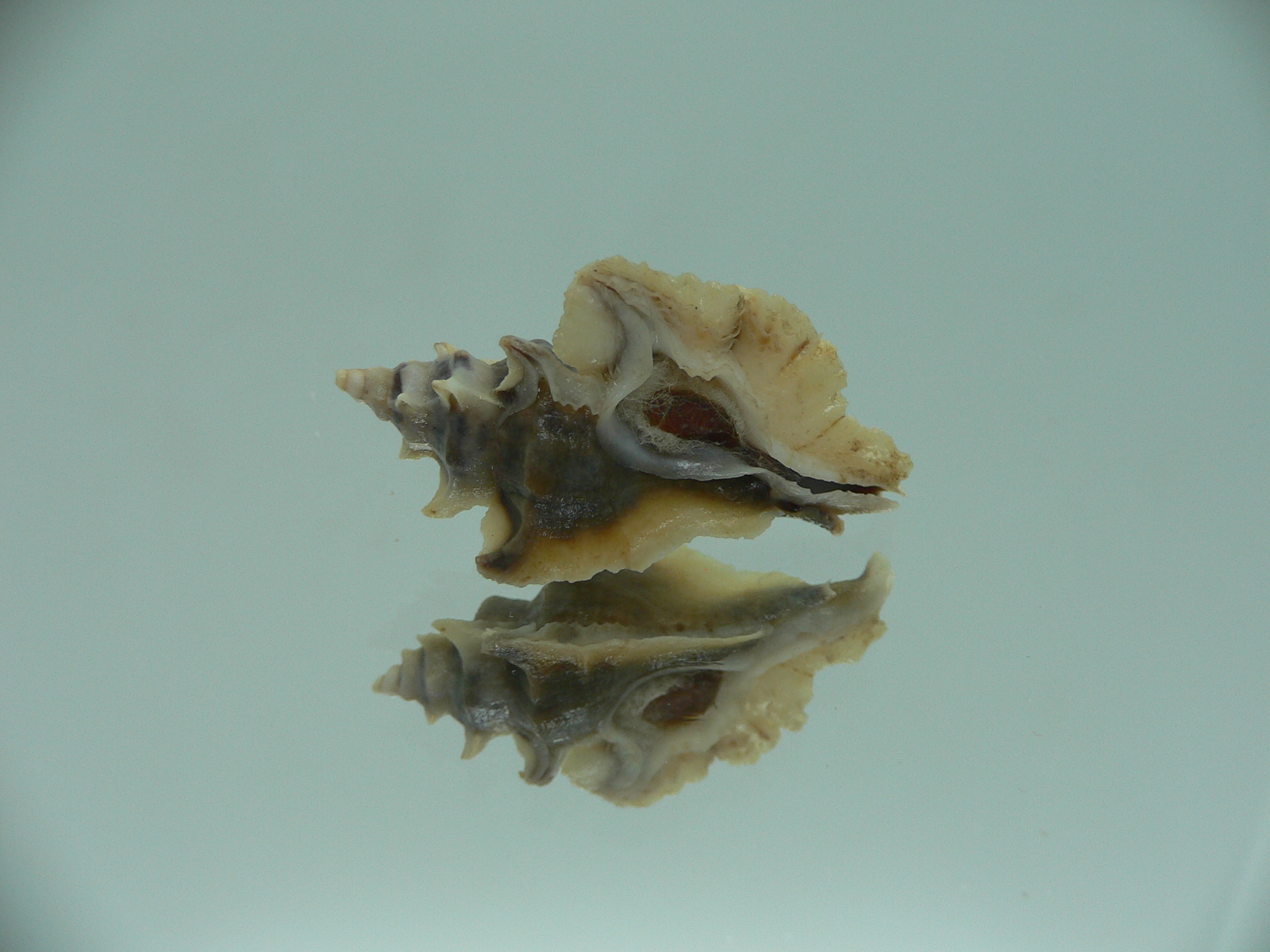 Pterochelus akation