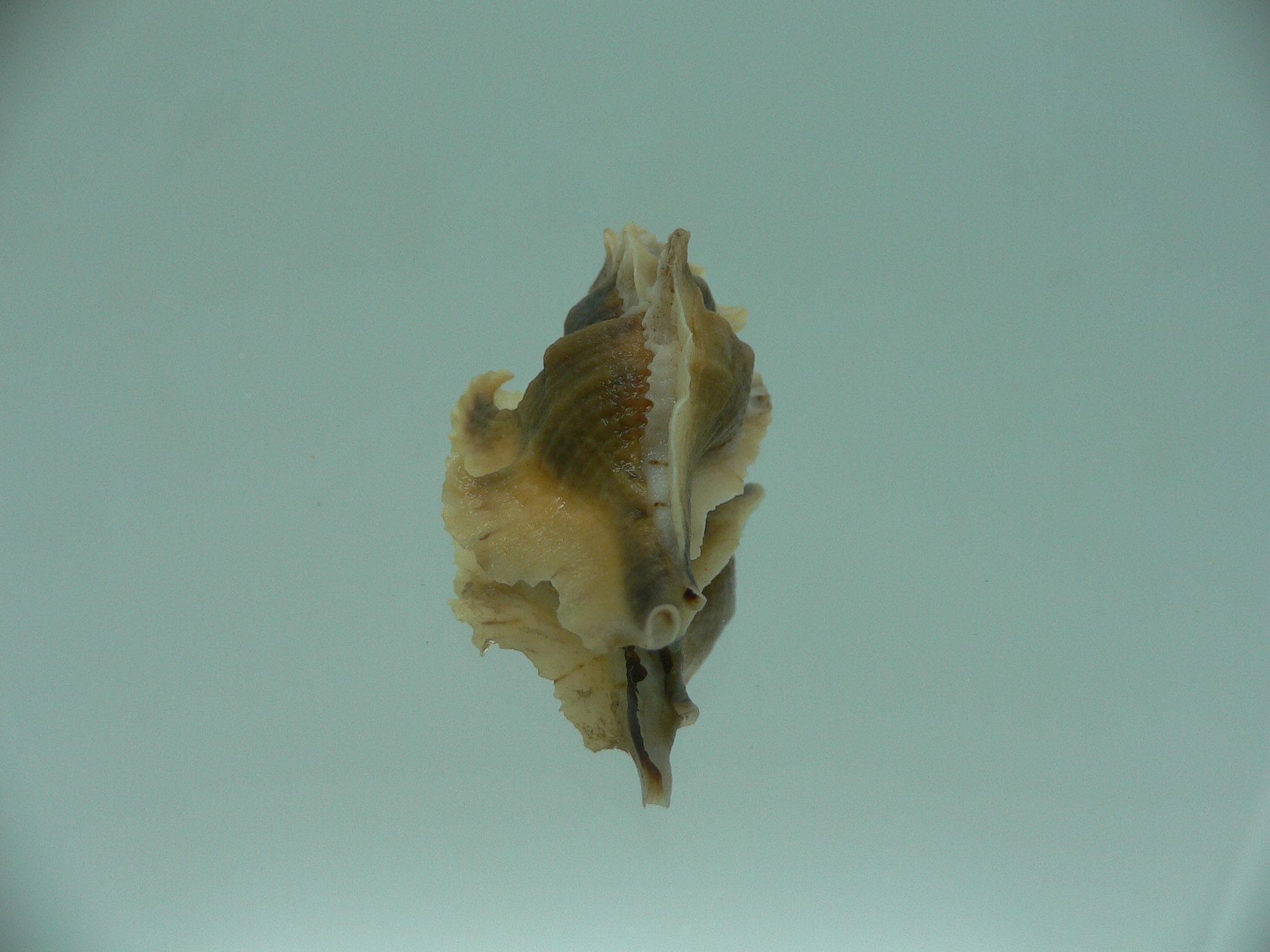 Pterochelus akation