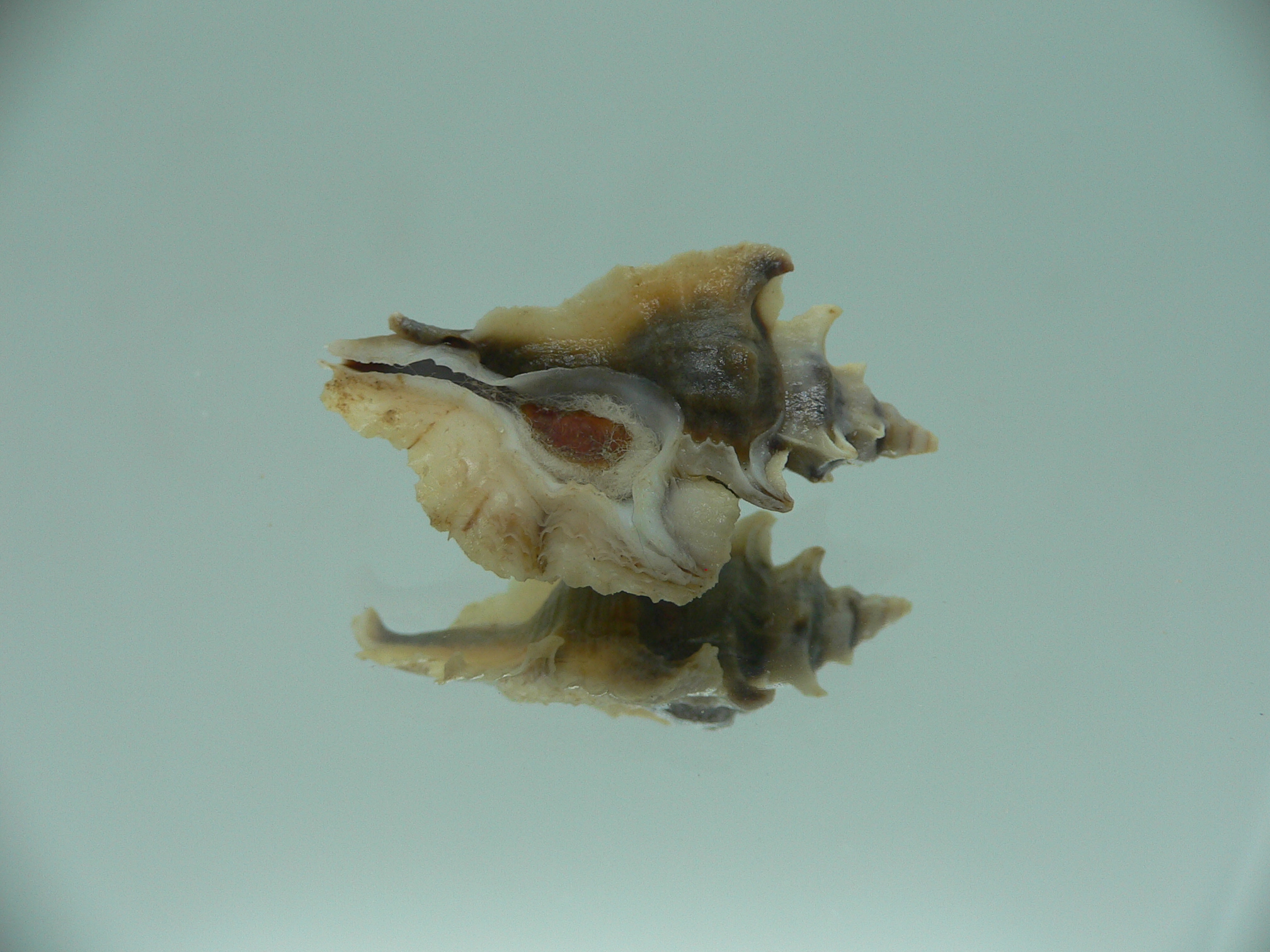 Pterochelus akation