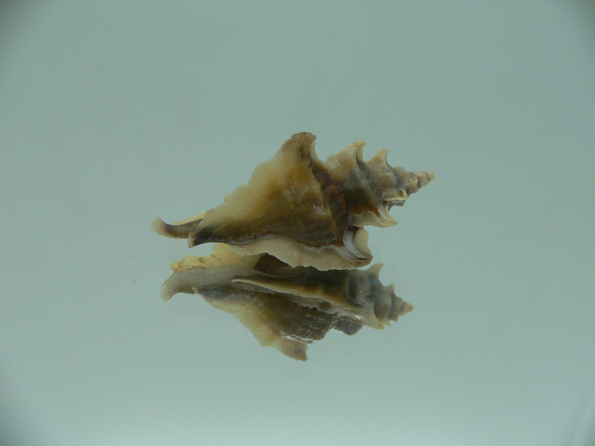 Pterochelus akation