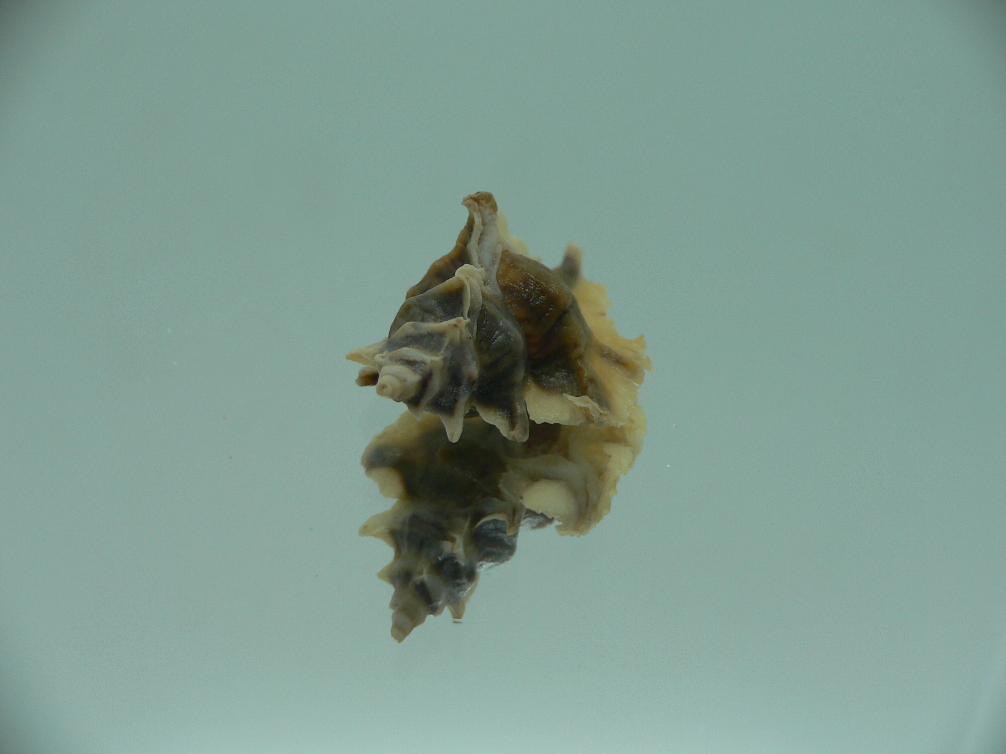 Pterochelus akation