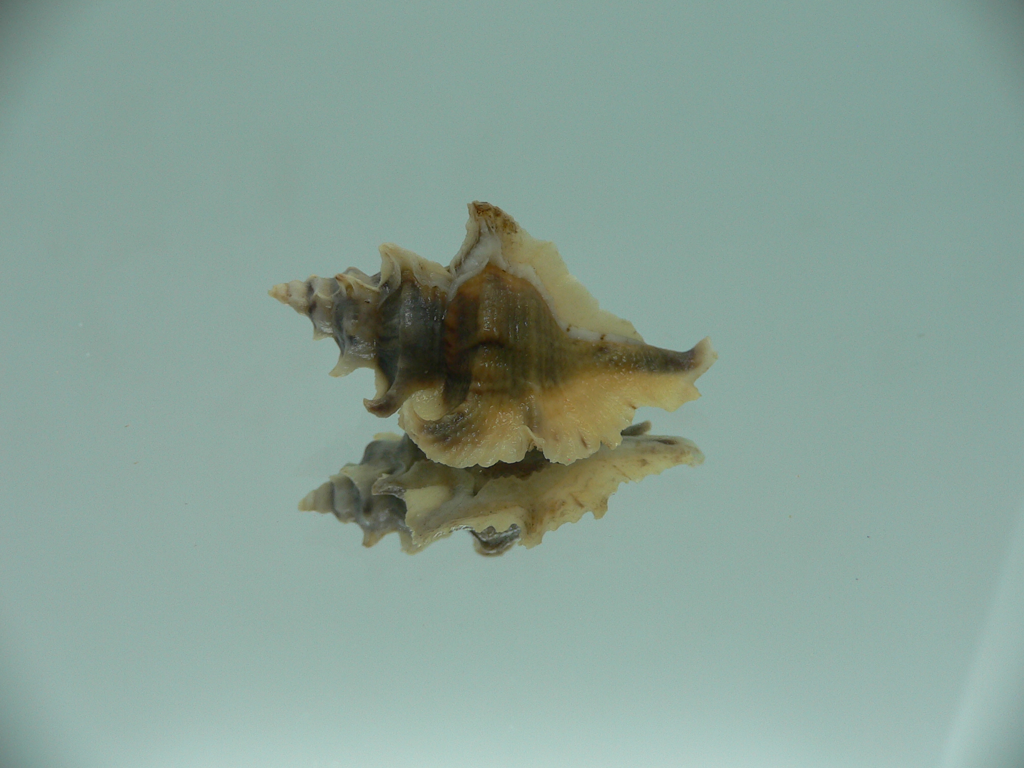 Pterochelus akation