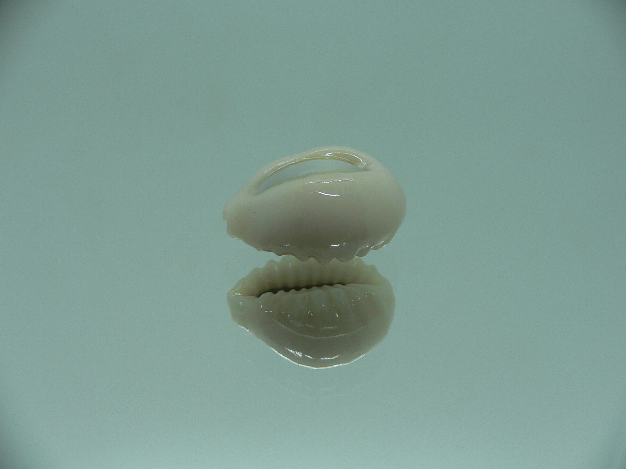 Cypraea obvelata perrieri (var.) OREOL & WIDE